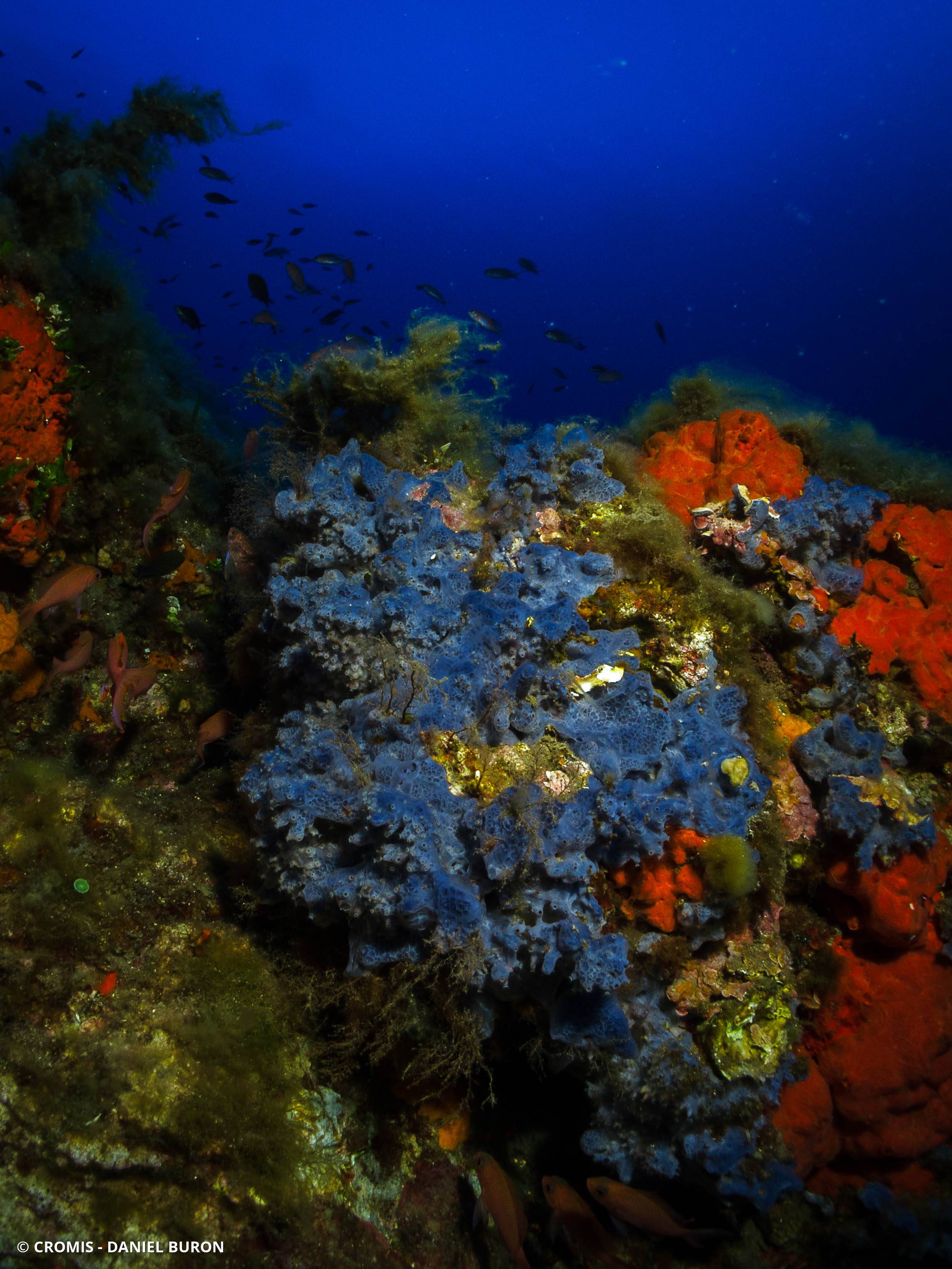 Eponge encroûtante bleuâtre