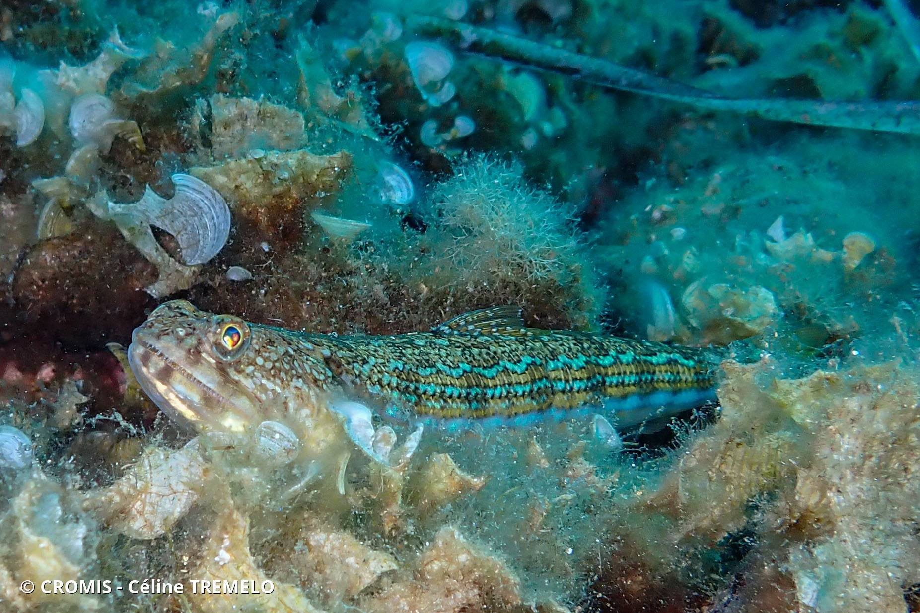Poisson-lézard rayé