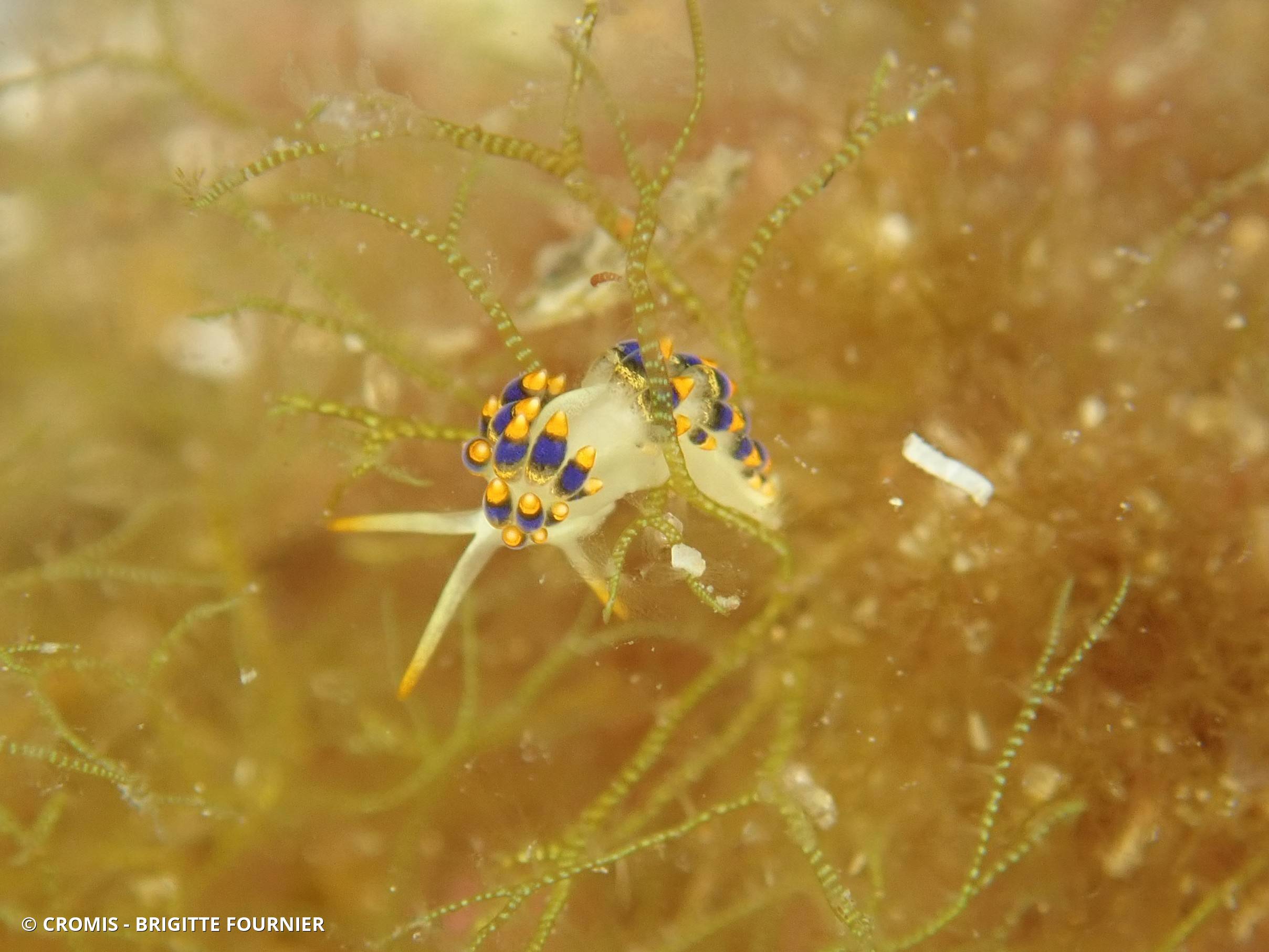 Cuthona bleue