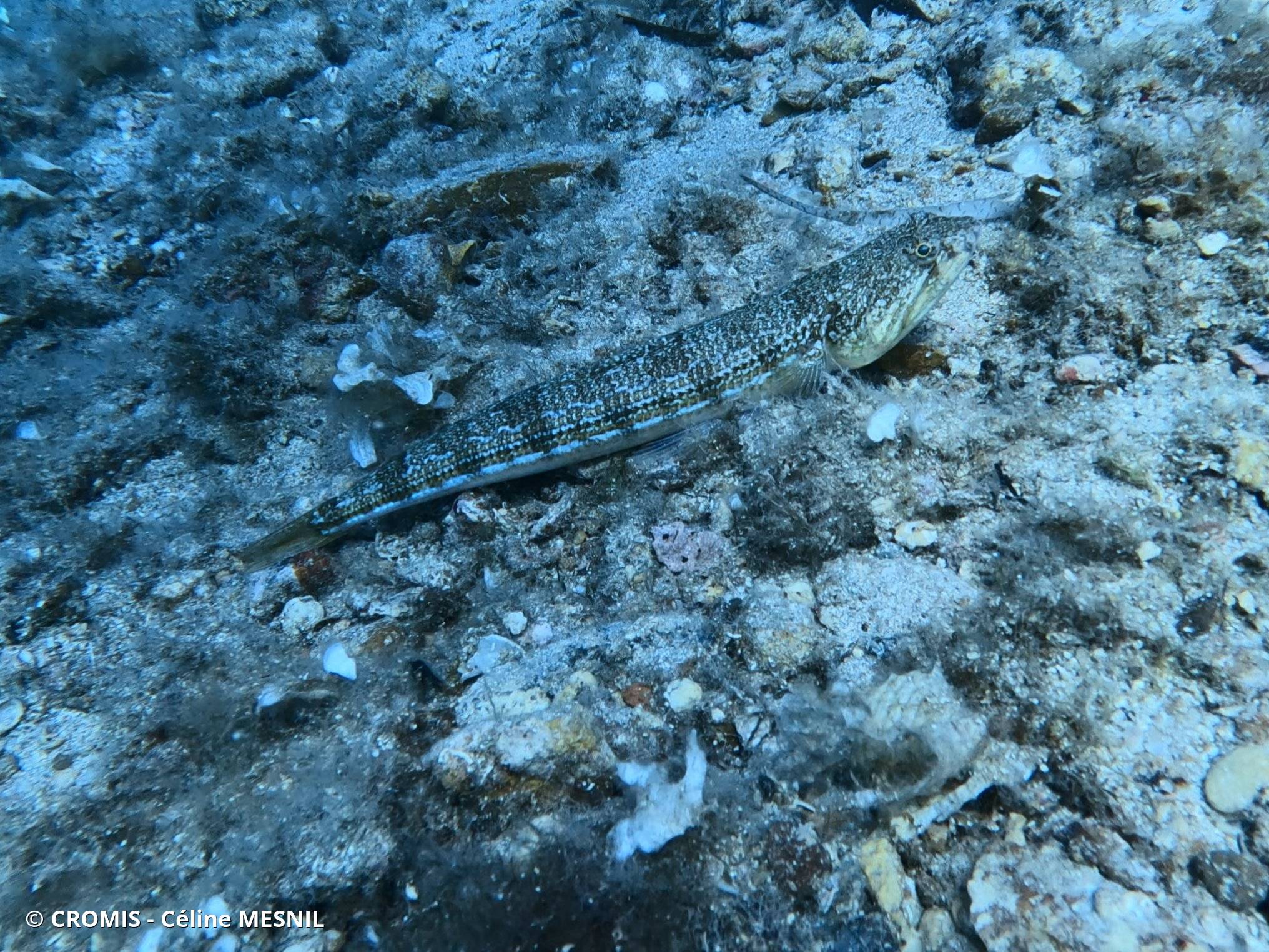 Poisson-lézard rayé