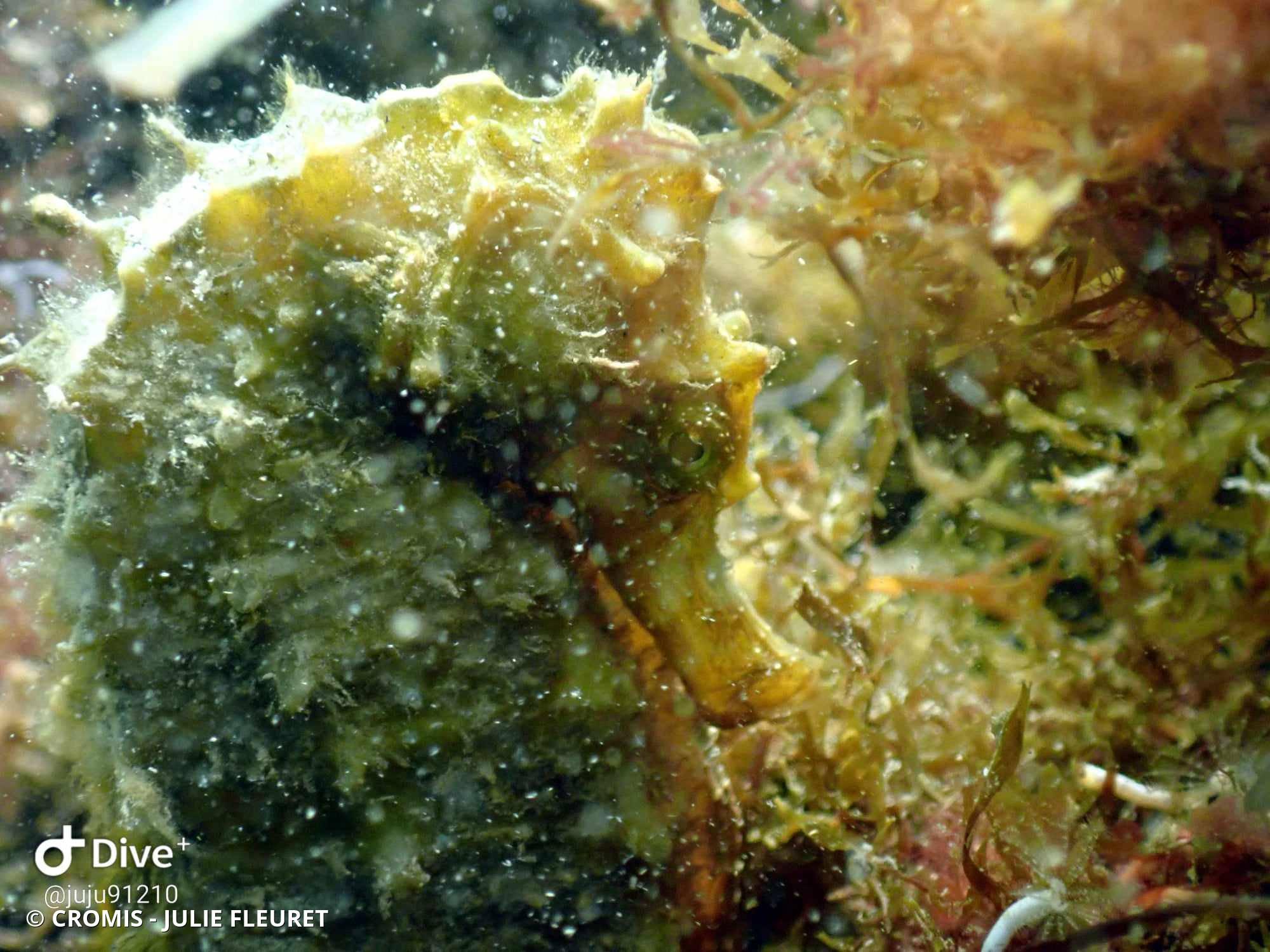 Hippocampe moucheté