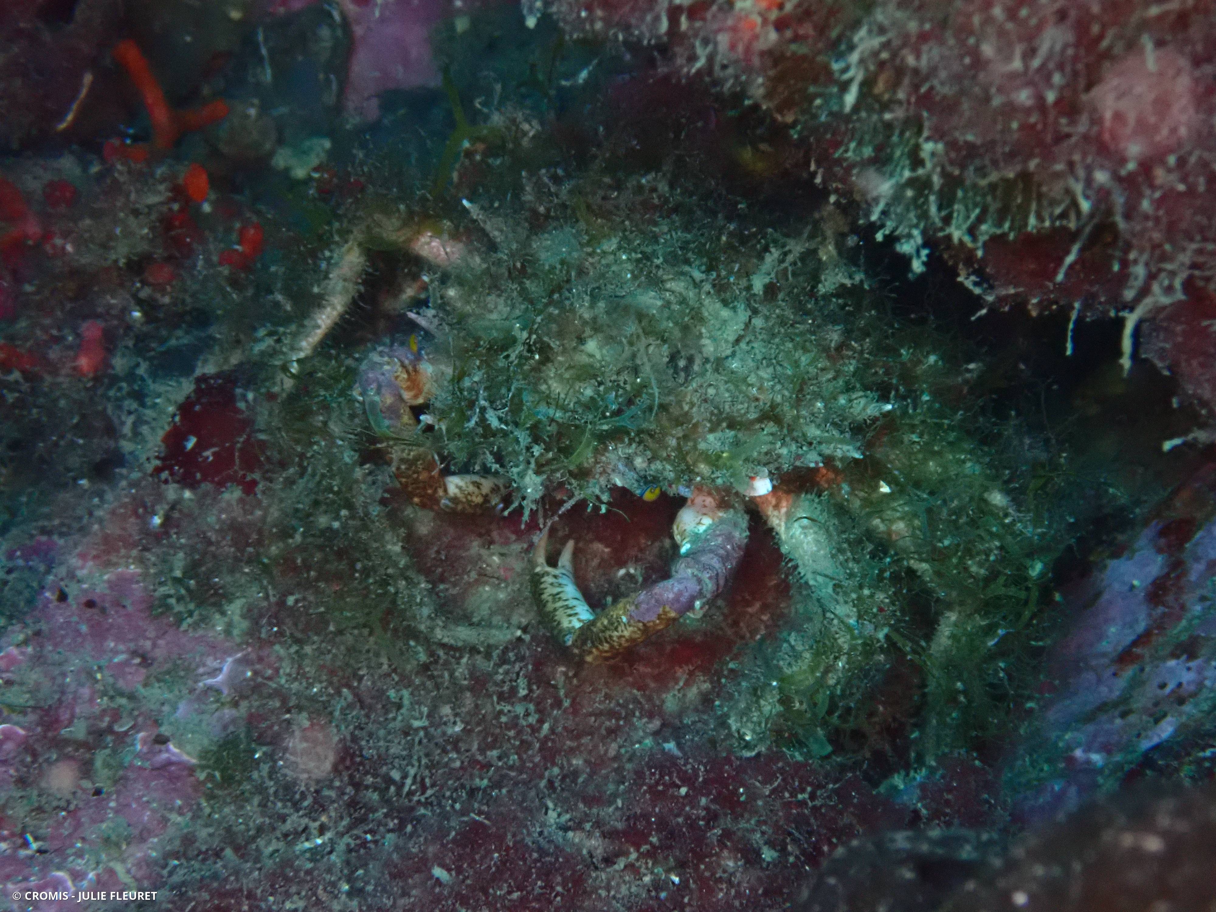 Grande araignée de Méditerranée