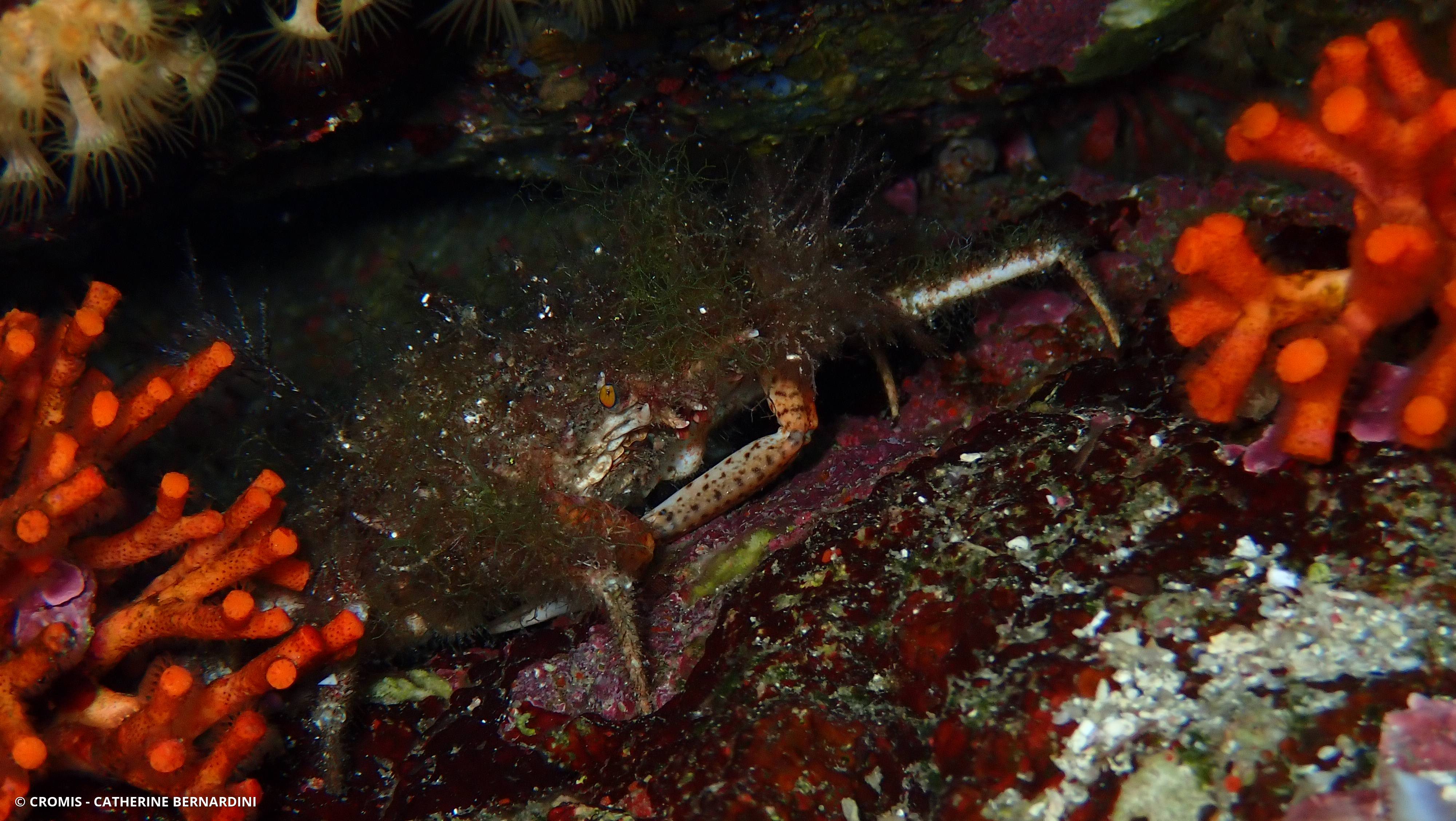 Petite araignée de mer
