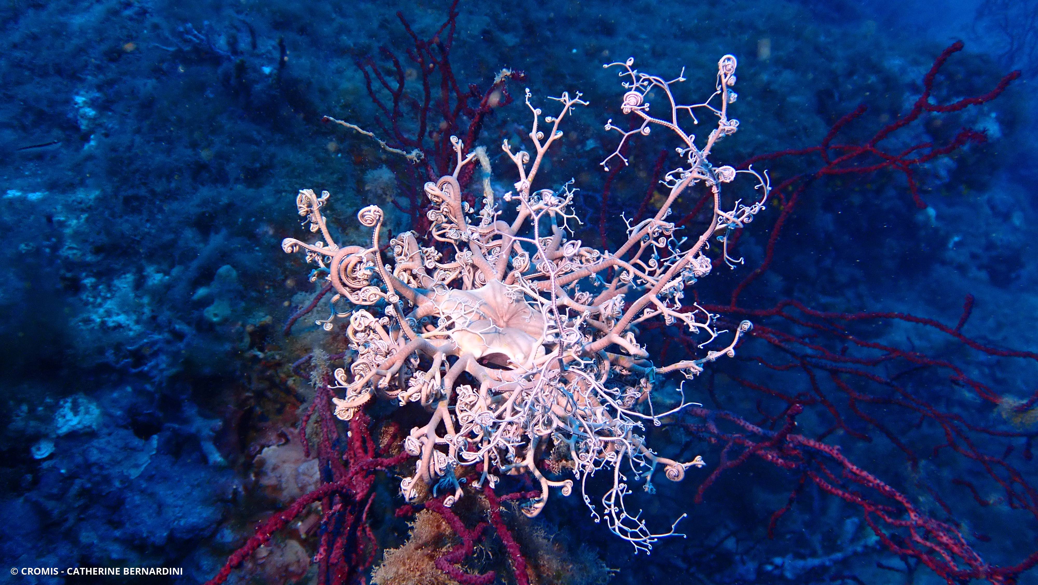 Gorgonocéphale