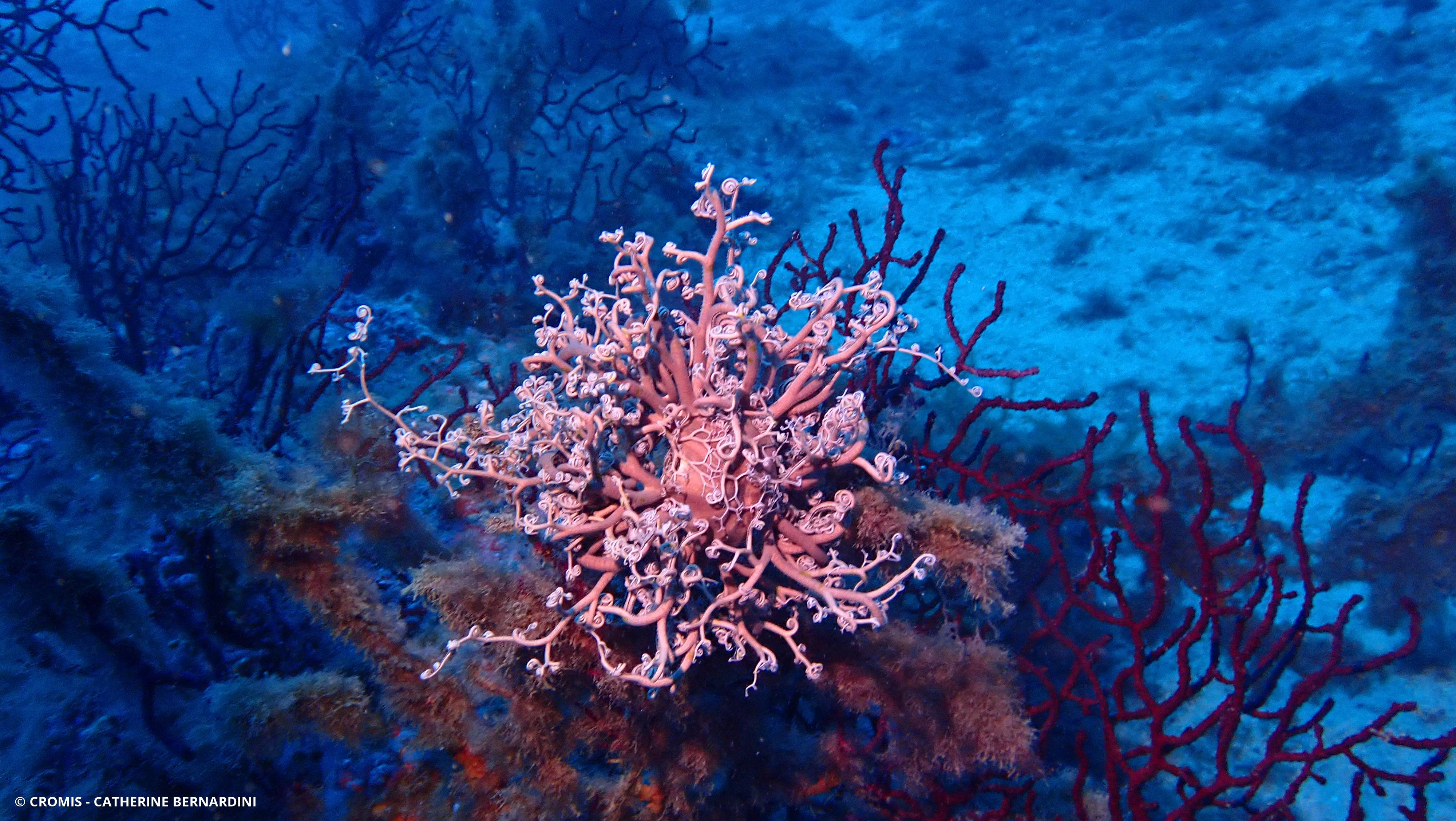 Gorgonocéphale