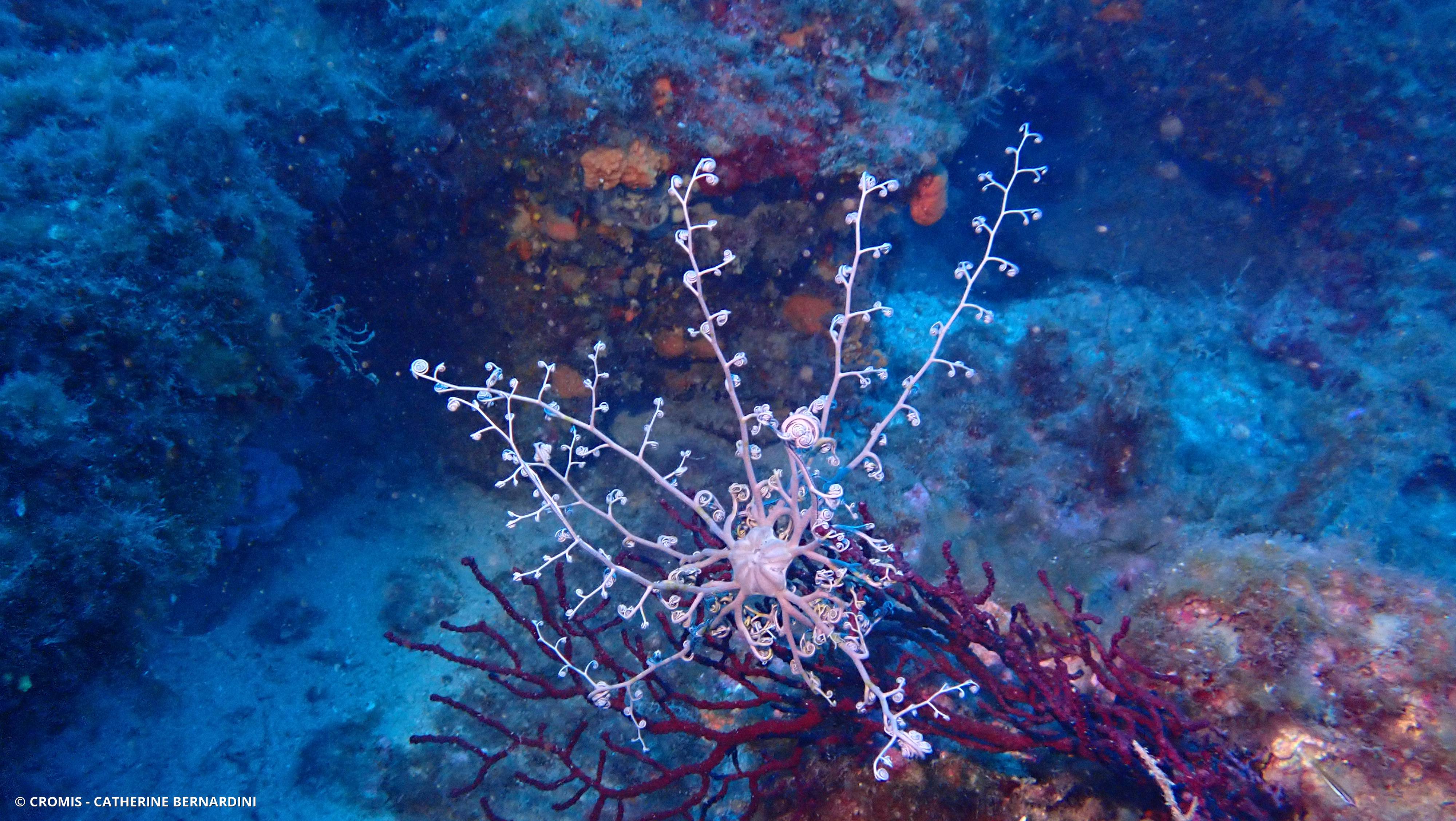Gorgonocéphale