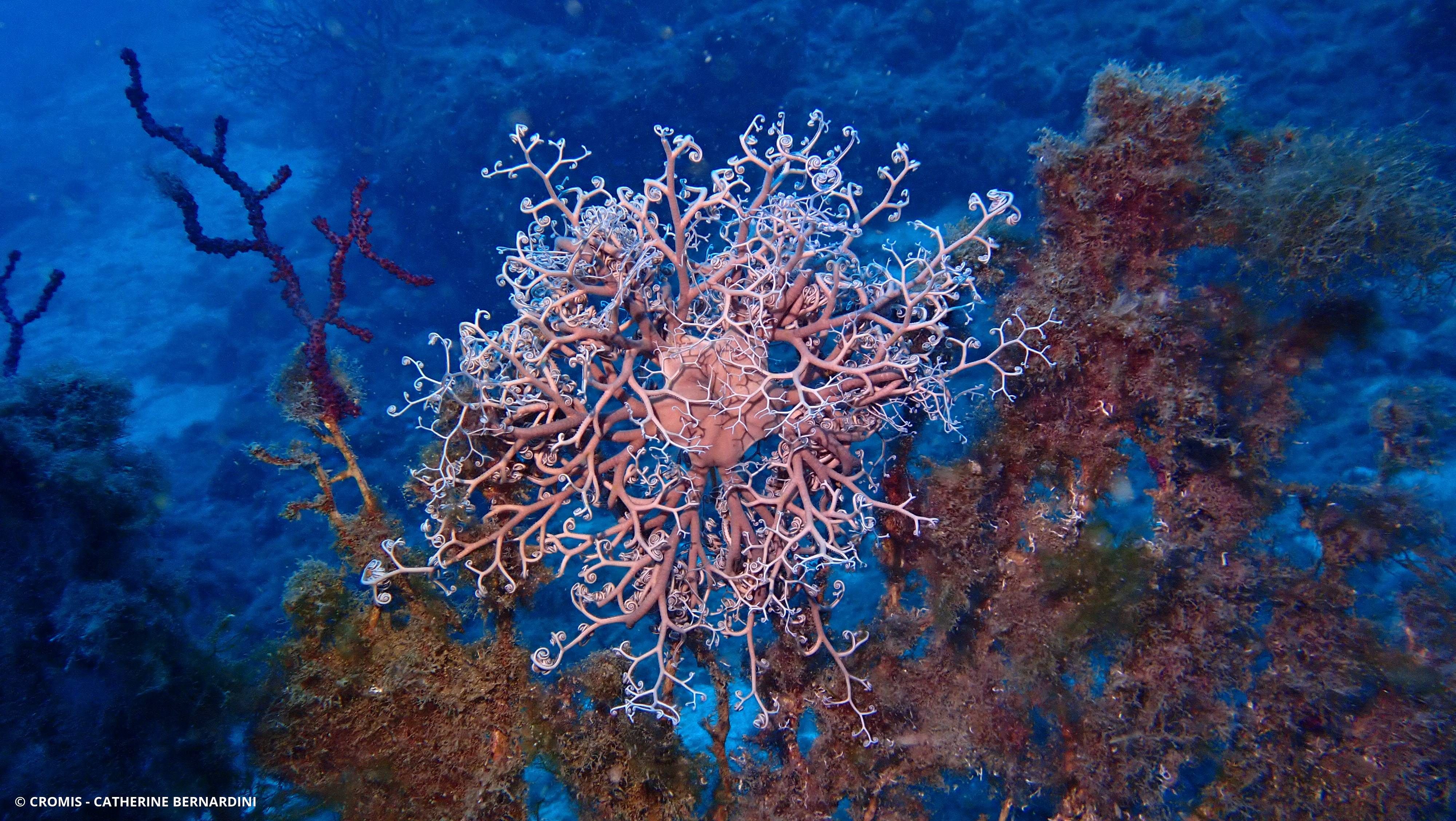 Gorgonocéphale