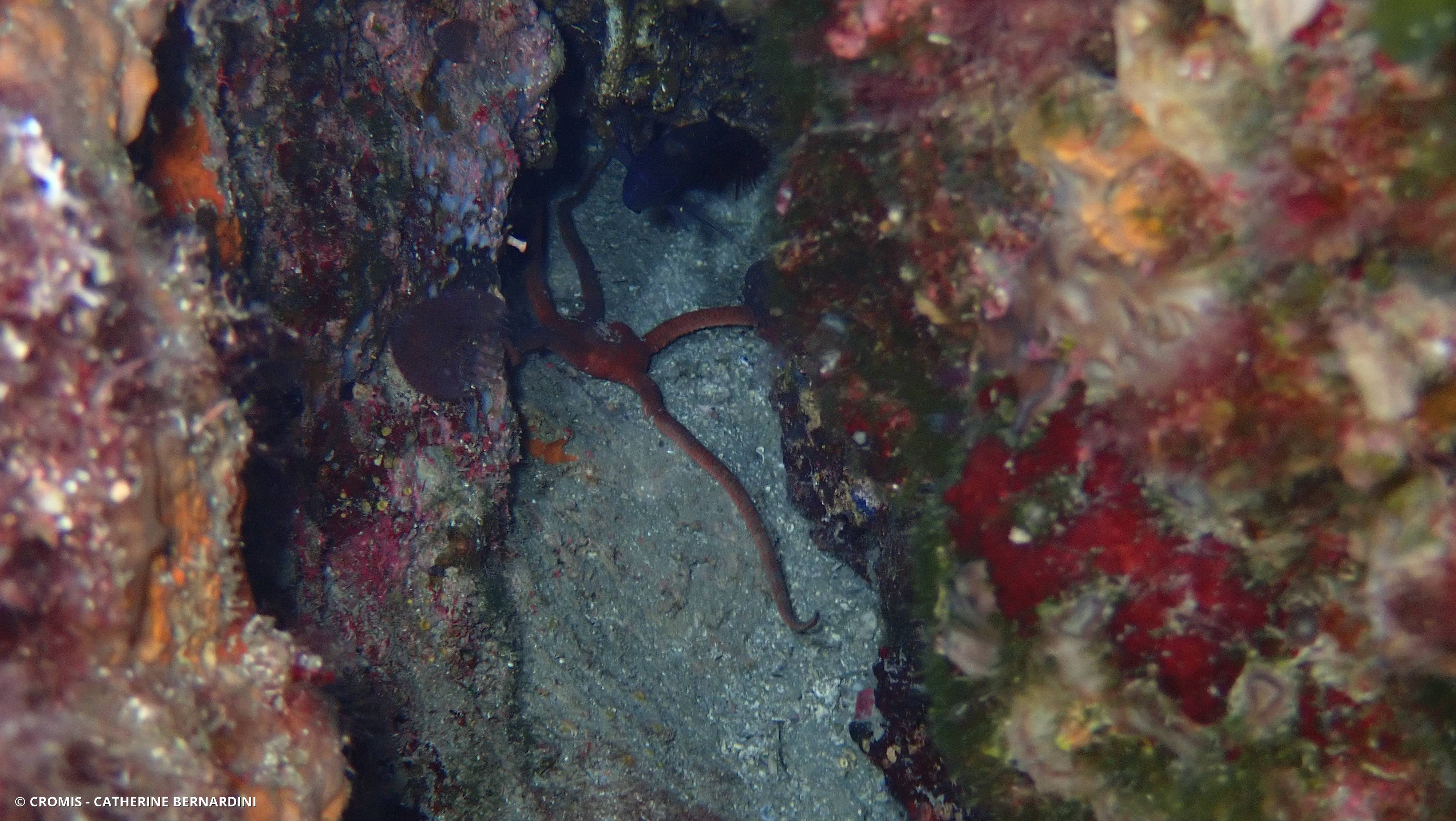 Ophiure lisse
