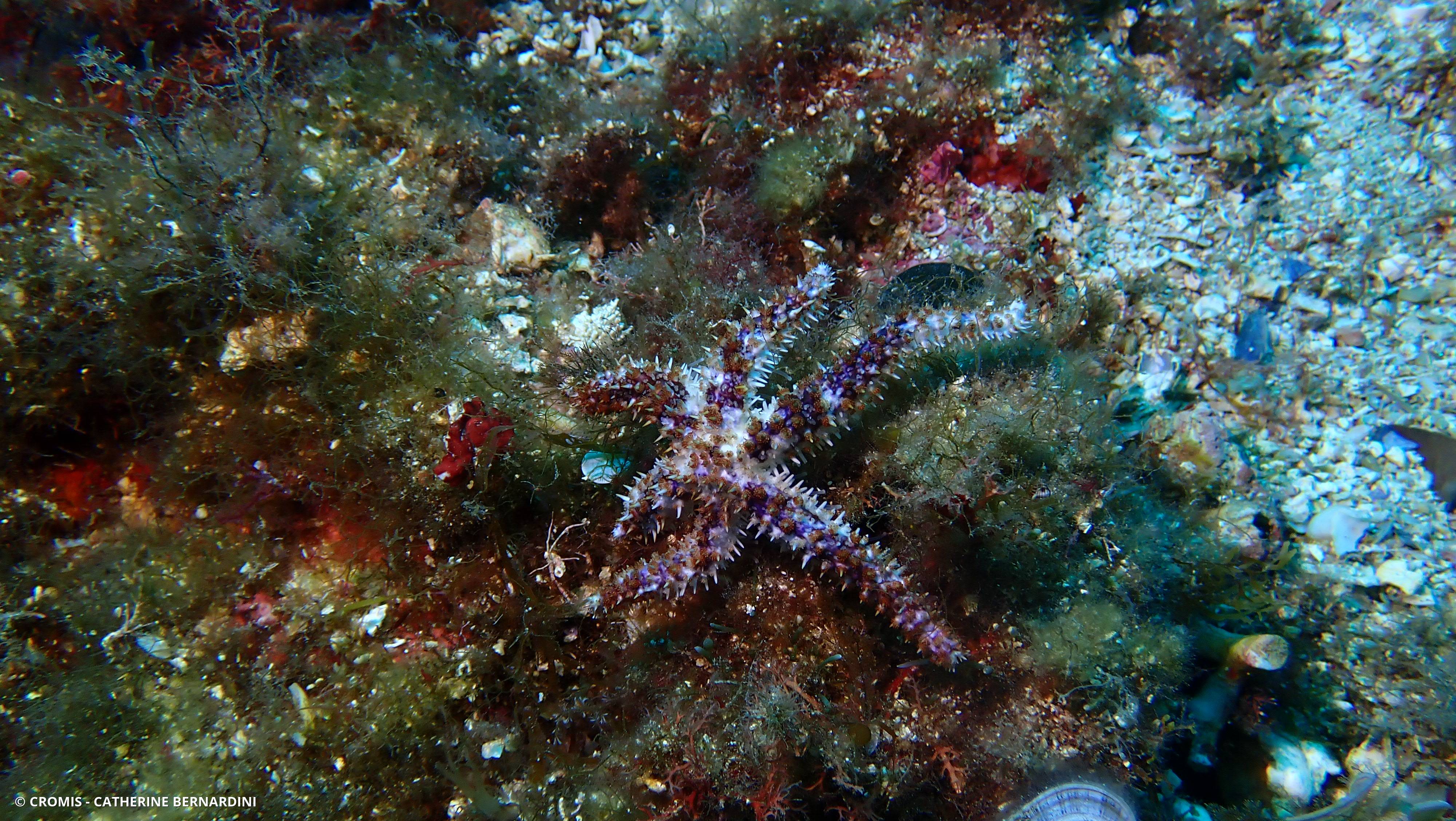 Etoile de mer épineuse
