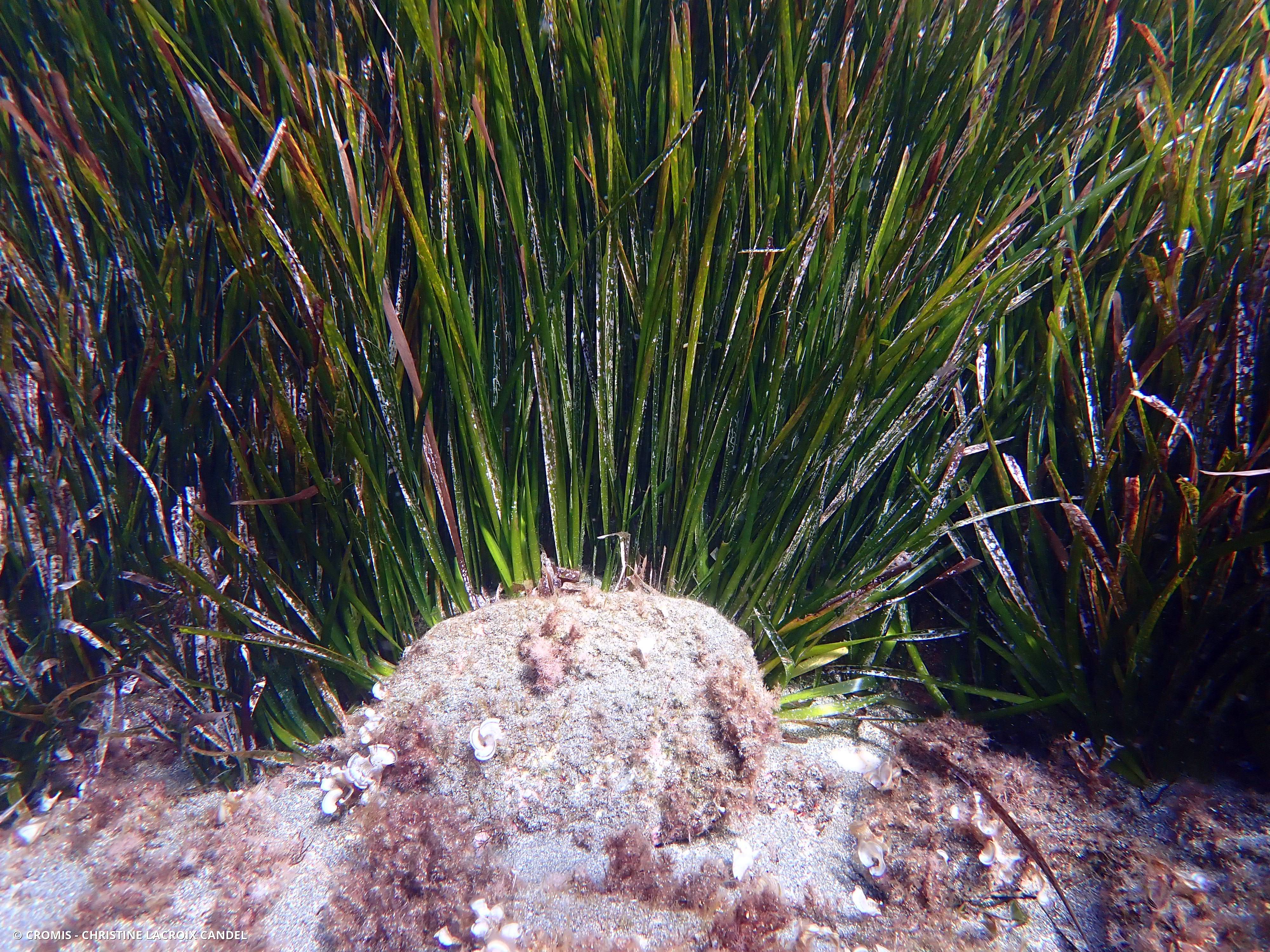 Posidonie