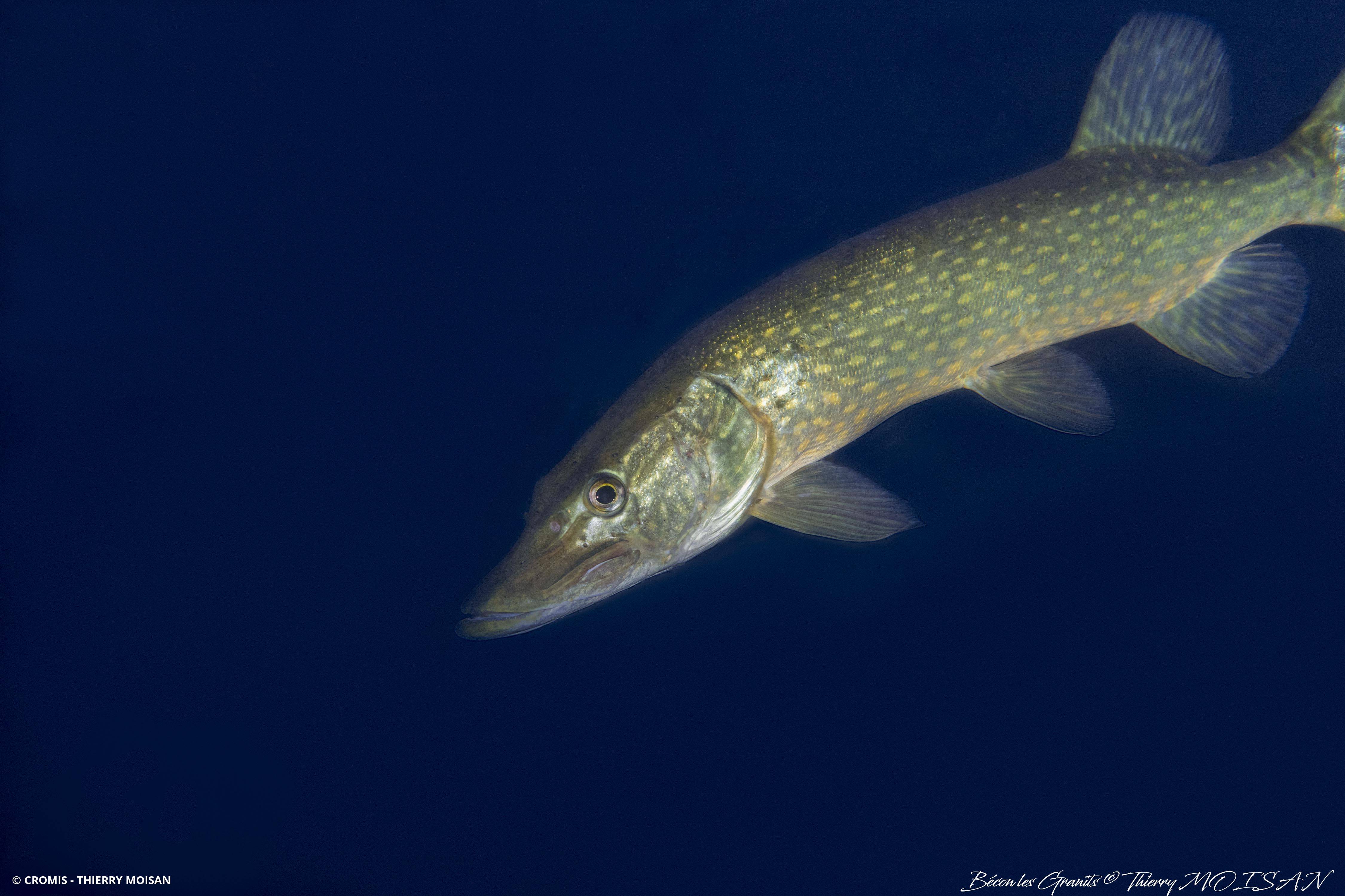 Brochet