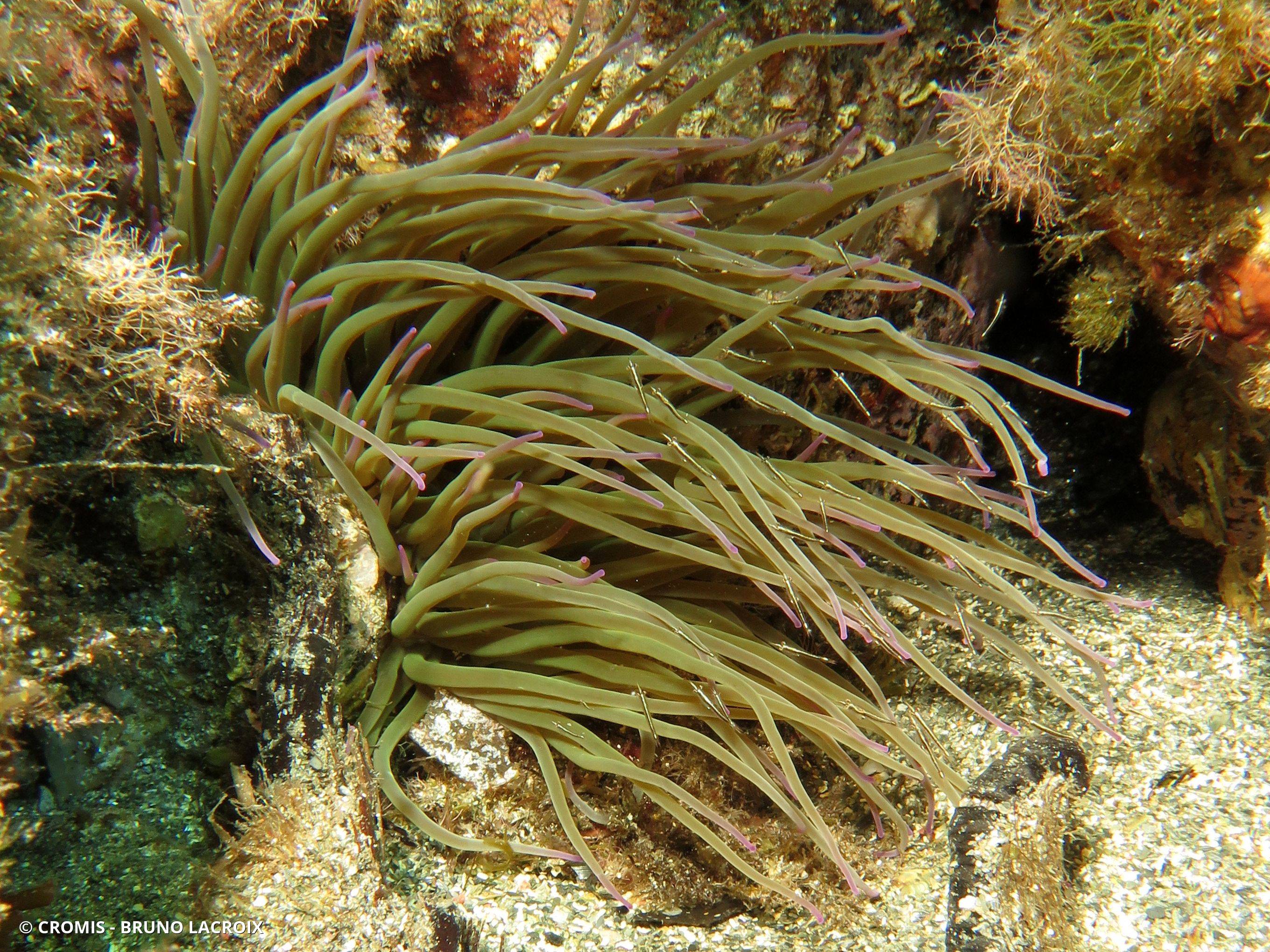 Anémone de mer verte
