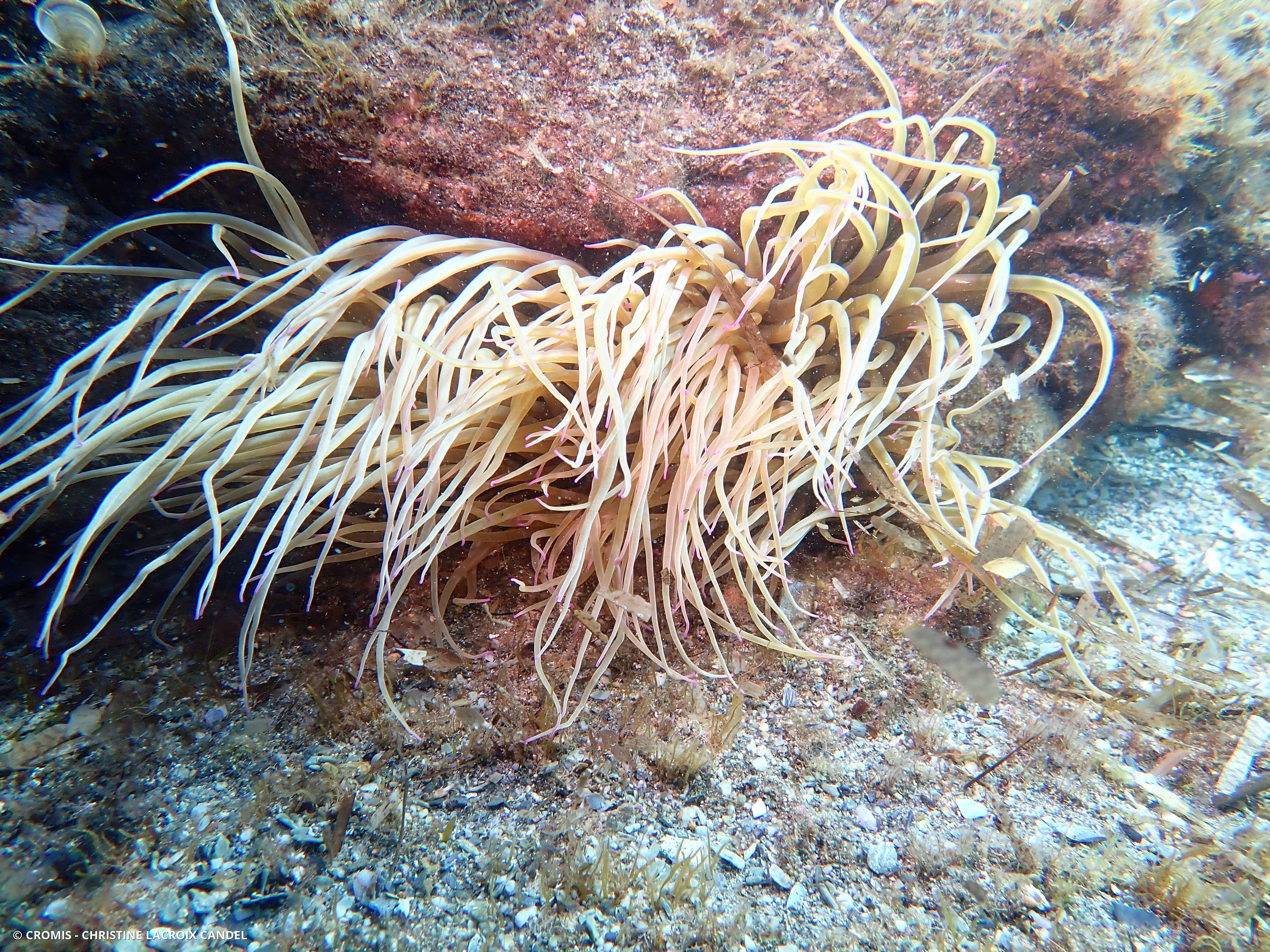 Anémone de mer verte