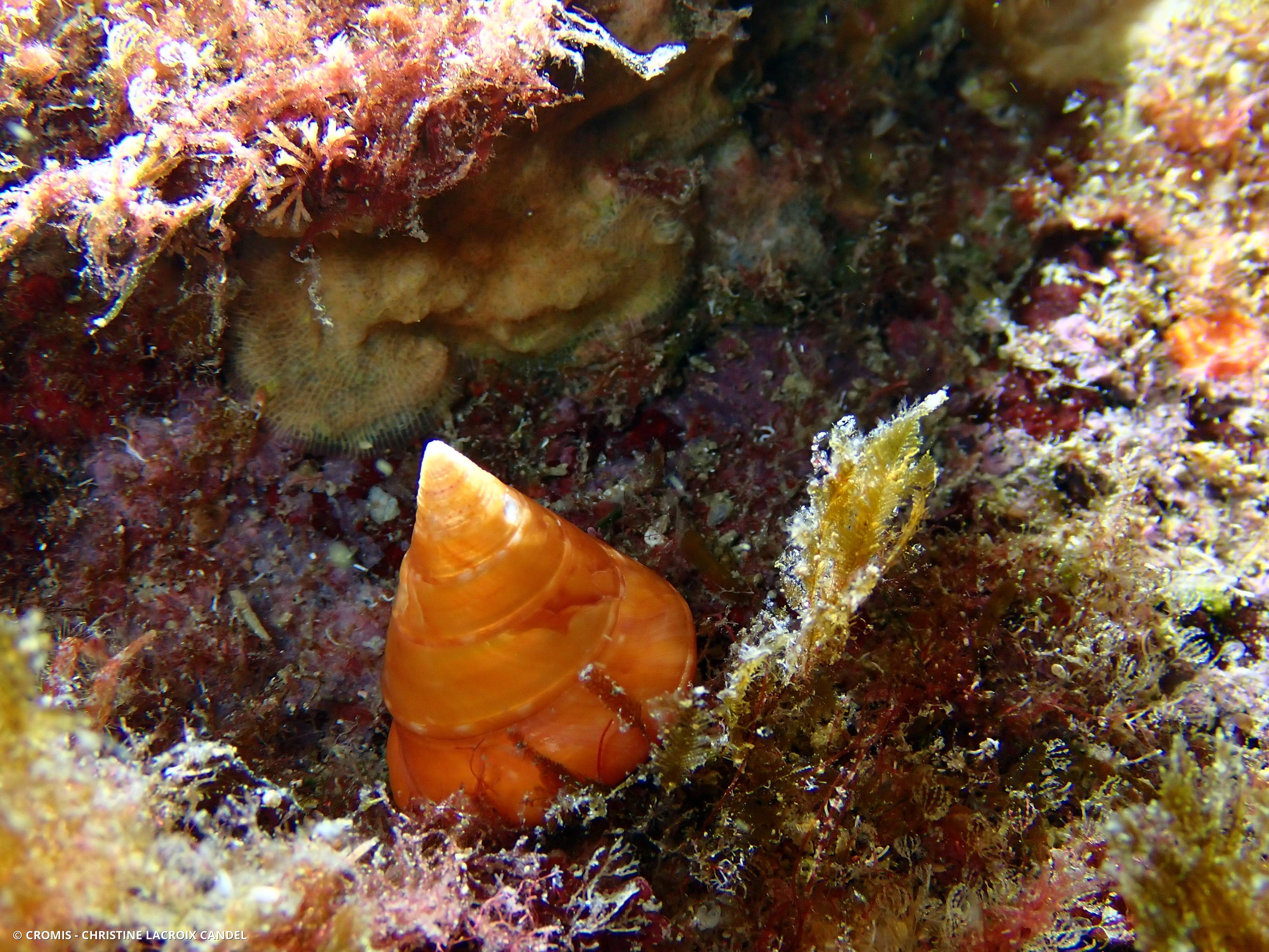 Troque orange