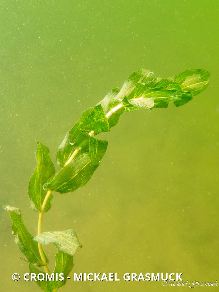 Potamot perfolié