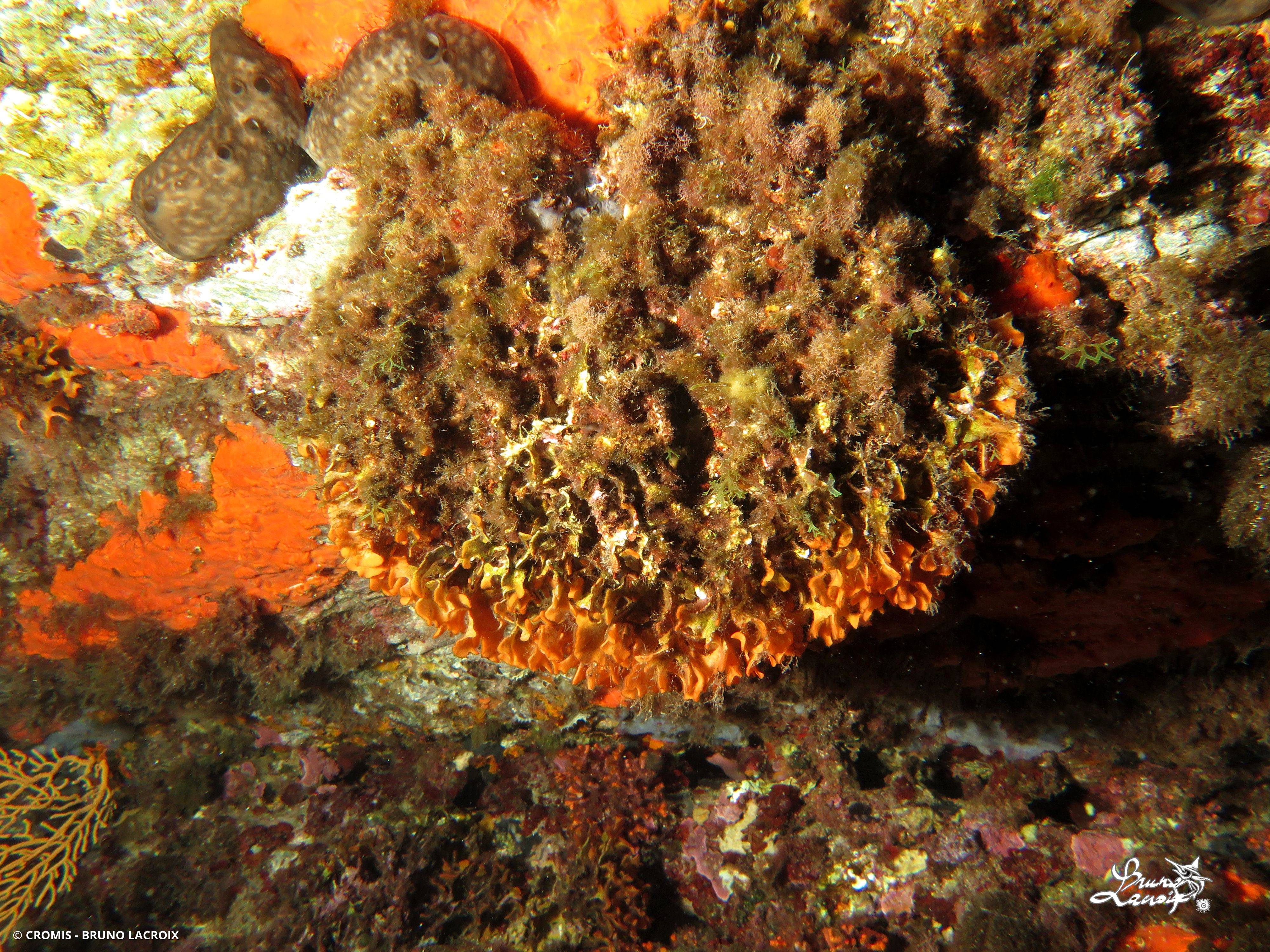 Rose de mer méditerranéenne
