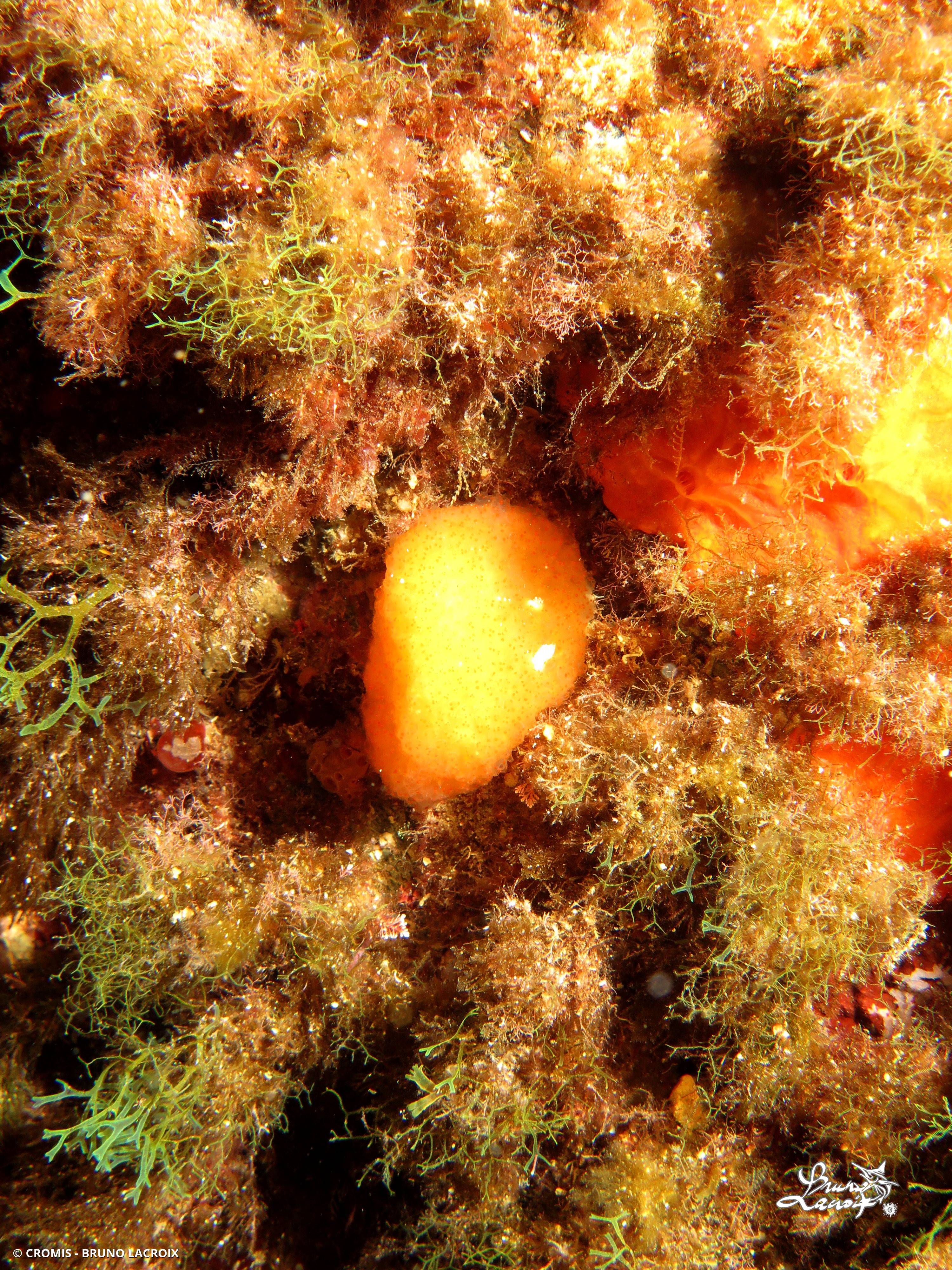 Pseudodistoma corse