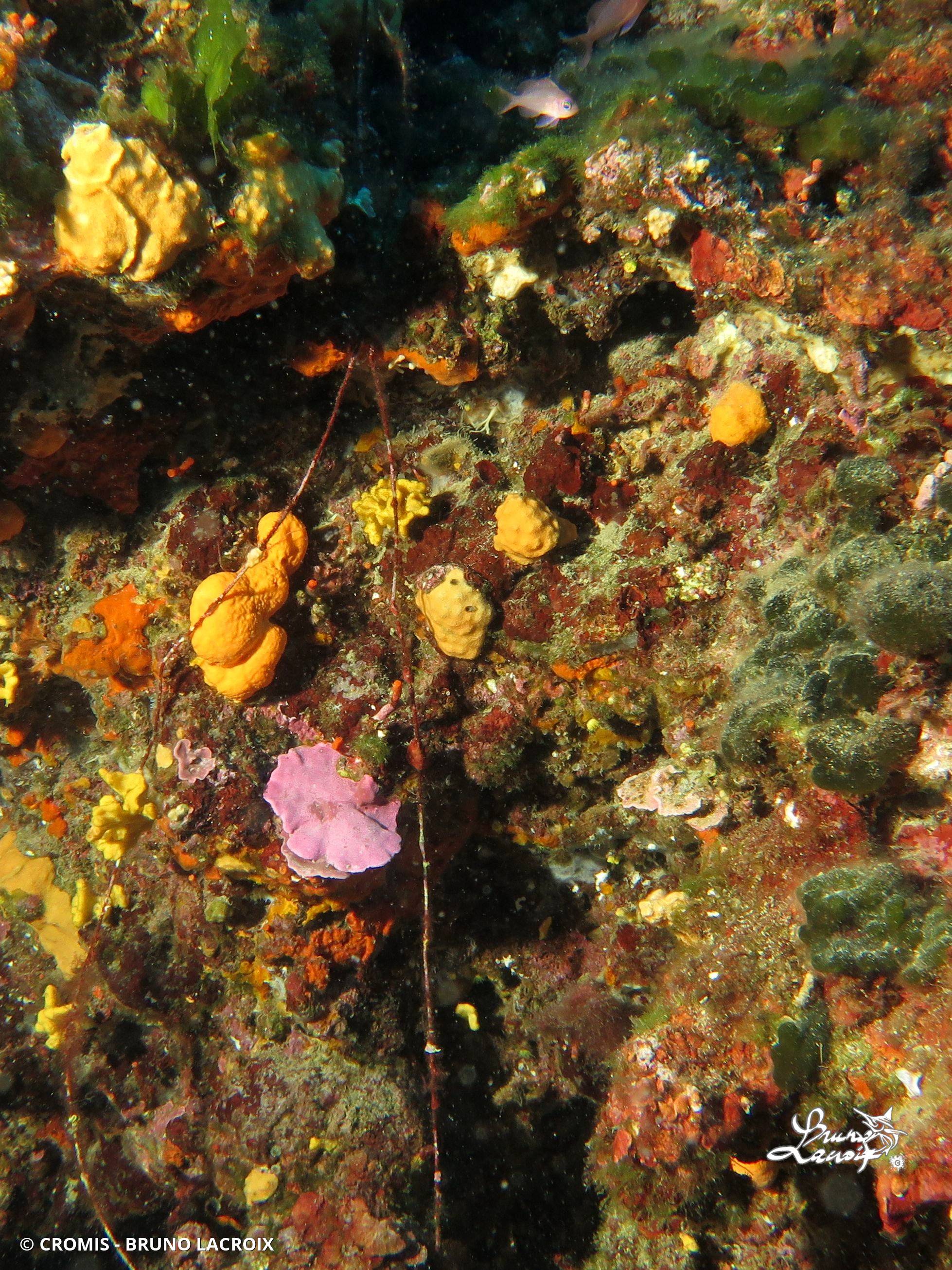 Fil de pêche
