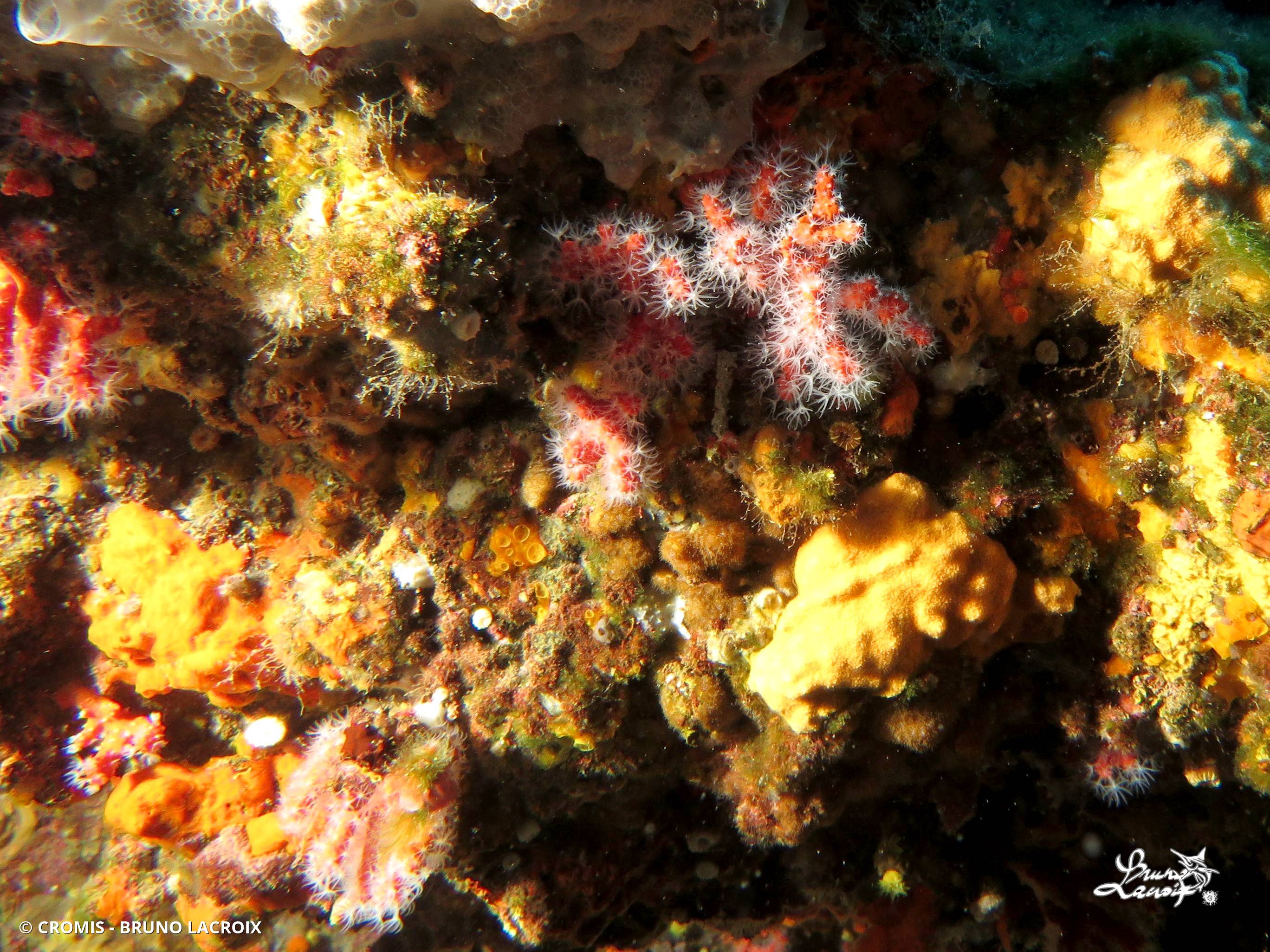 Corail rouge de Méditerranée