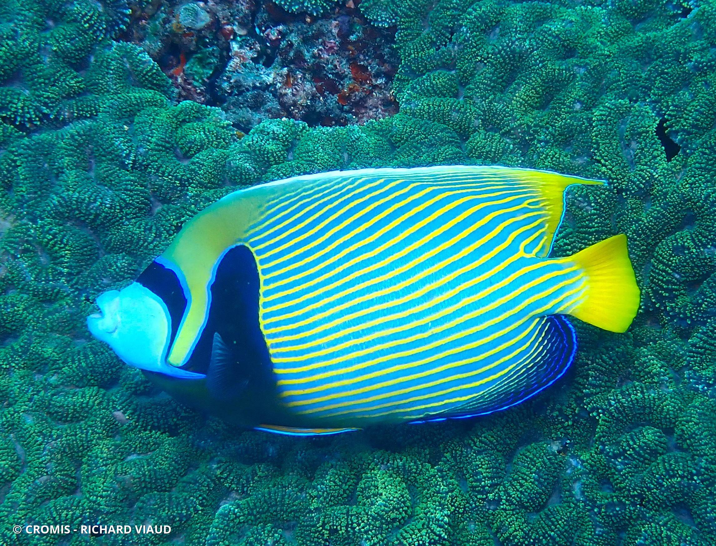 Poisson-ange empereur