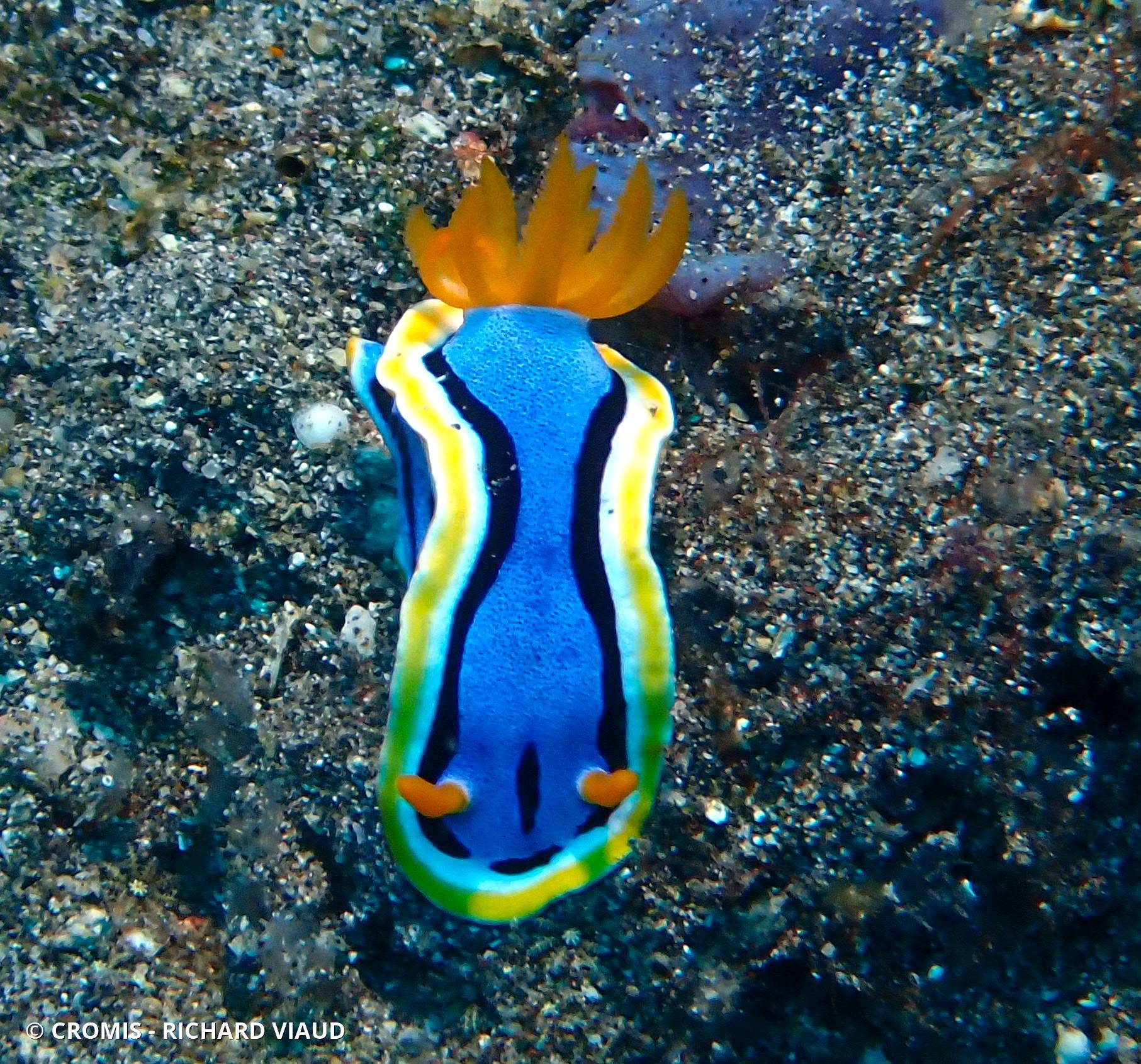 Chromodoris d'Anne