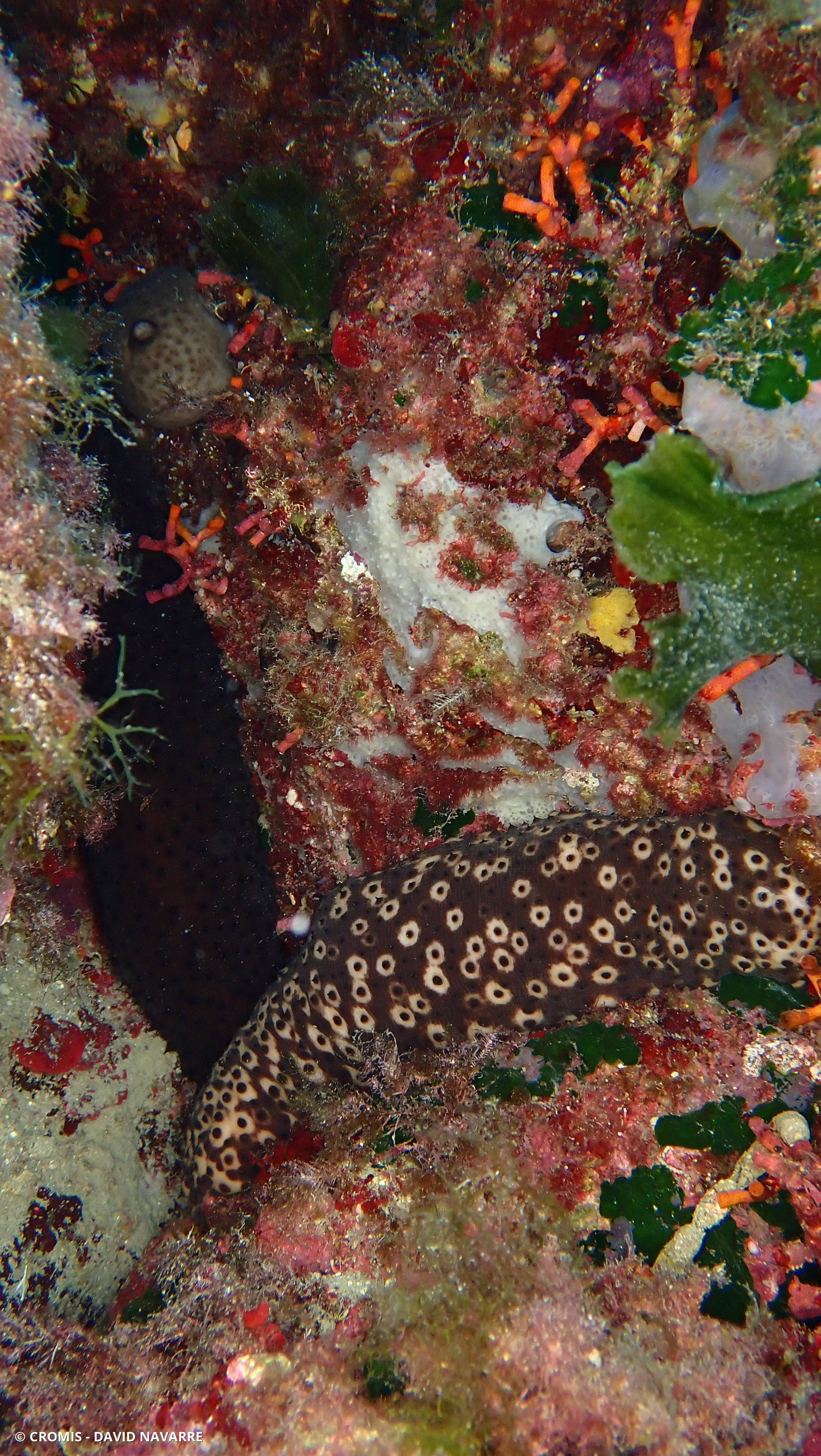 Concombre cracheur marron