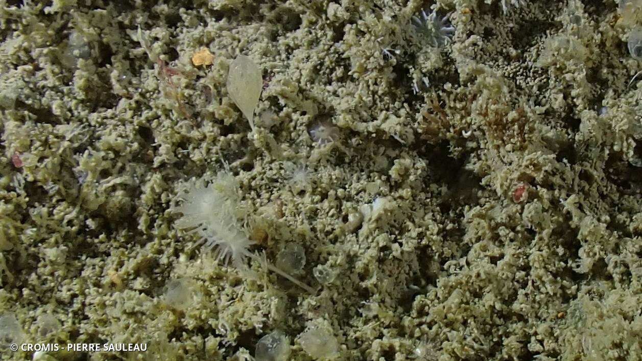 Eponge carnivore