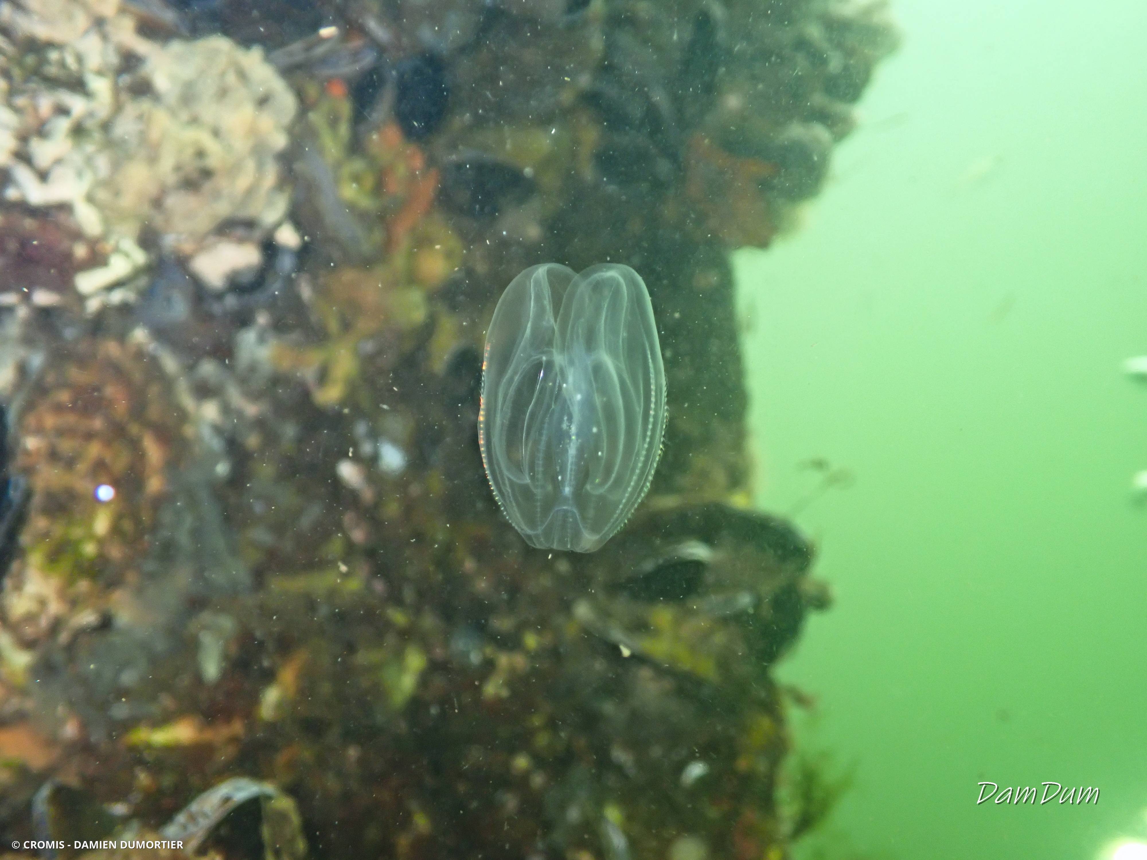 Mnémiopsis