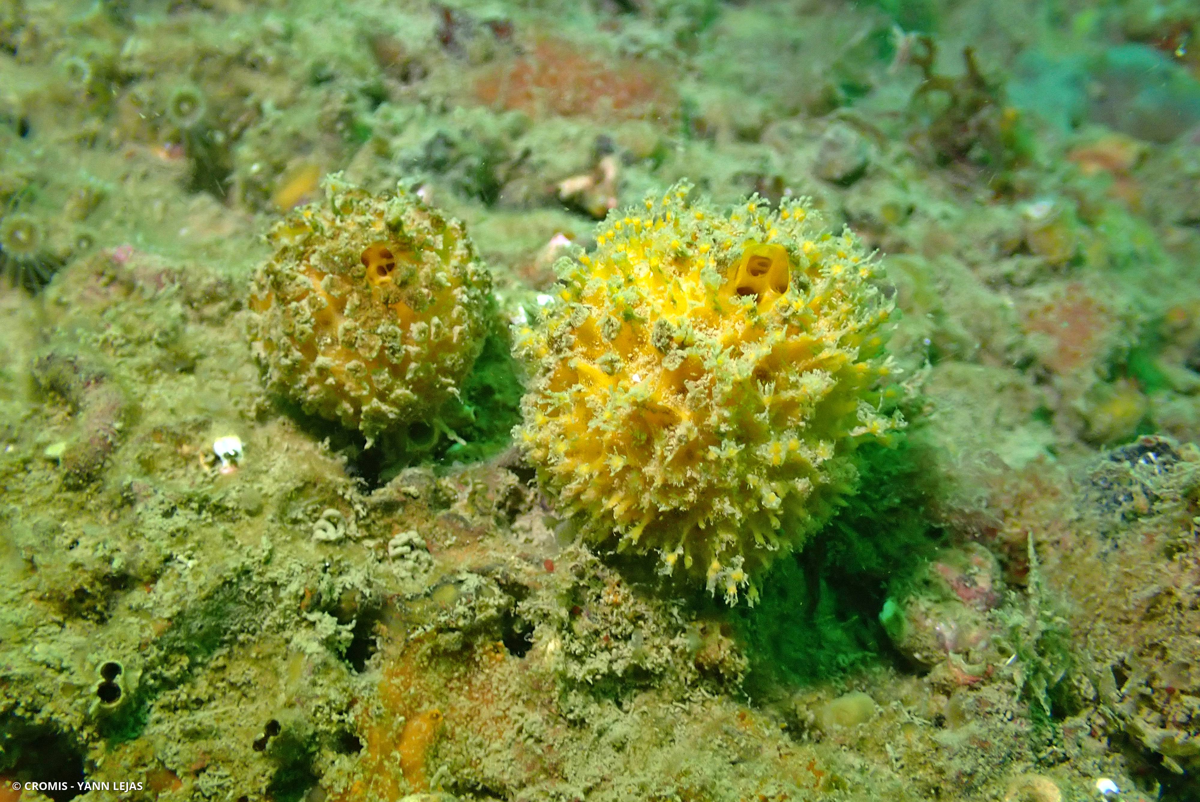 Orange de mer de Manche Atlantique