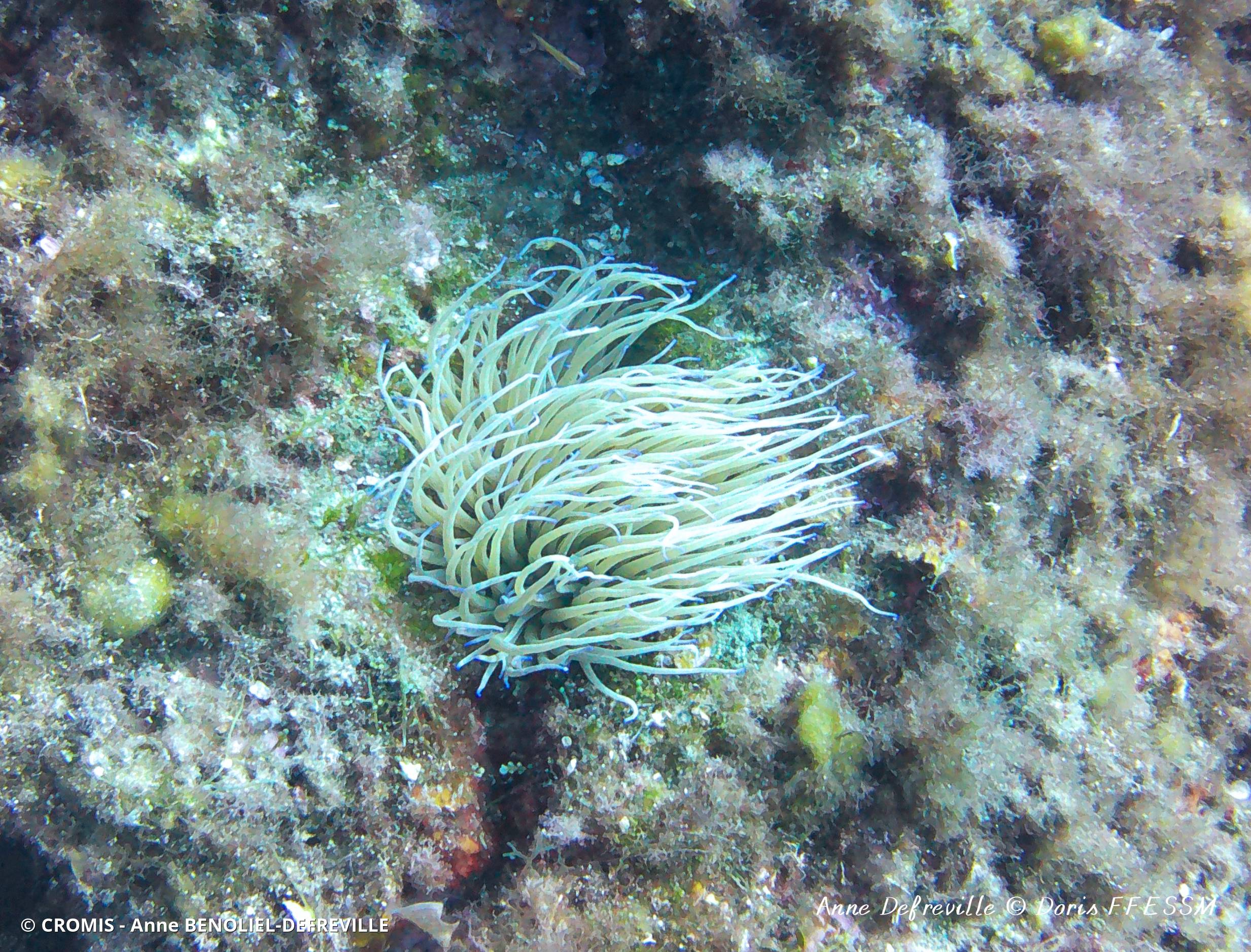 Anémone de mer verte