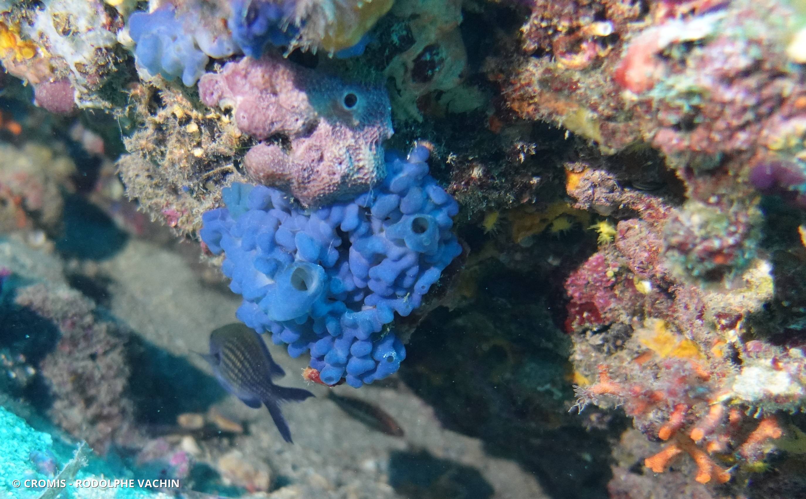 Oscarelle bleu-violet
