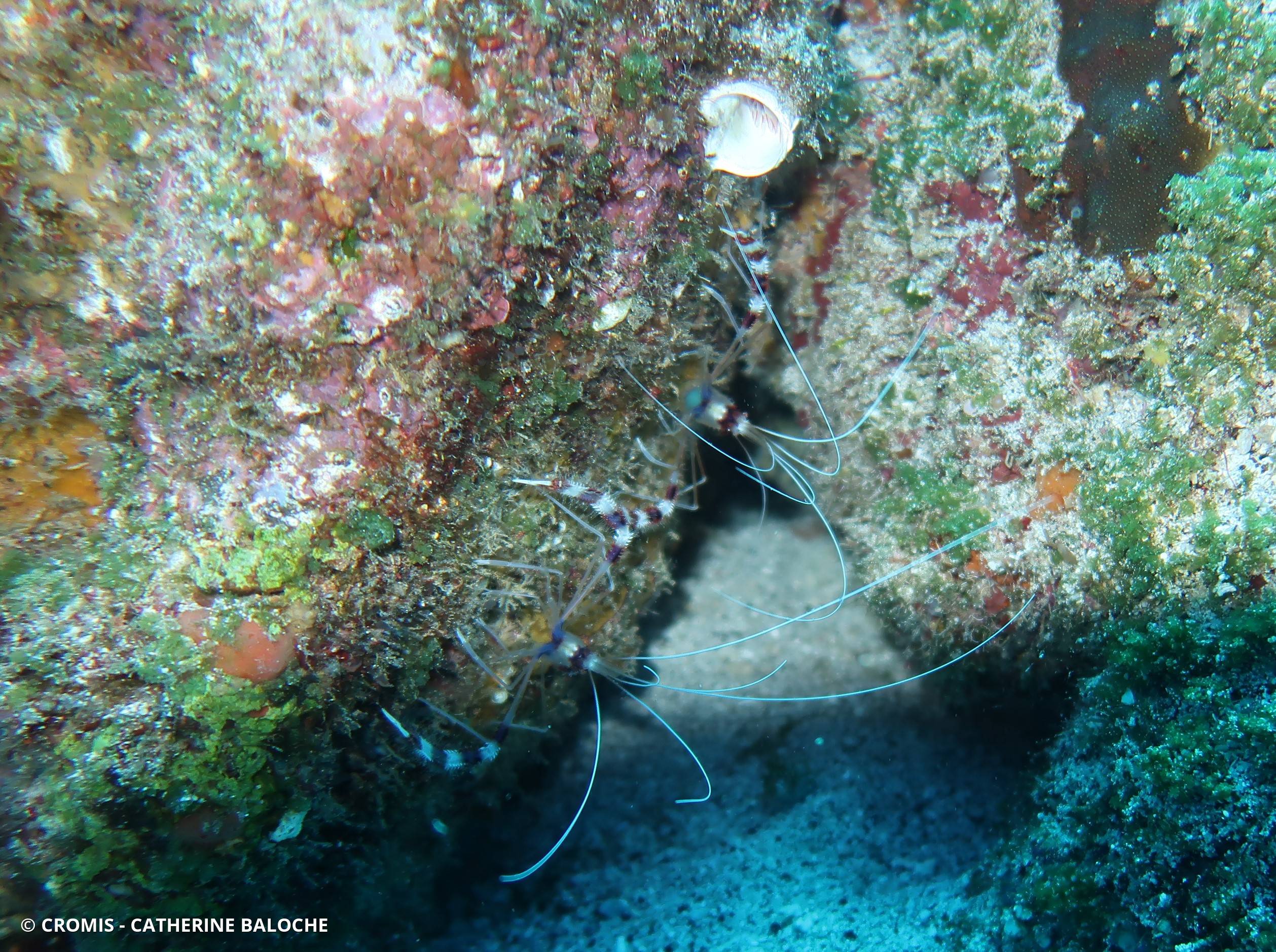 Grande crevette nettoyeuse