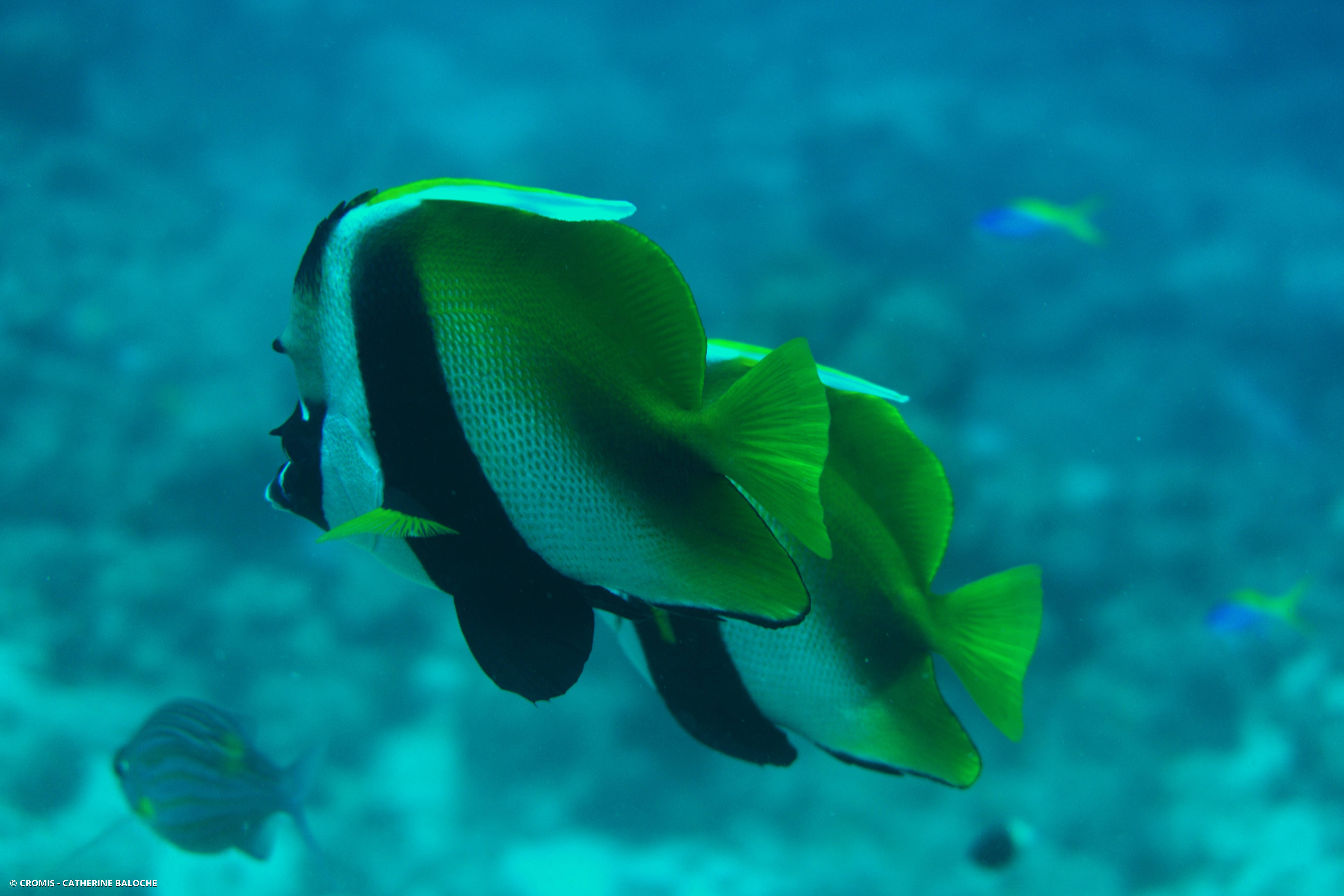 Poisson-cocher masqué