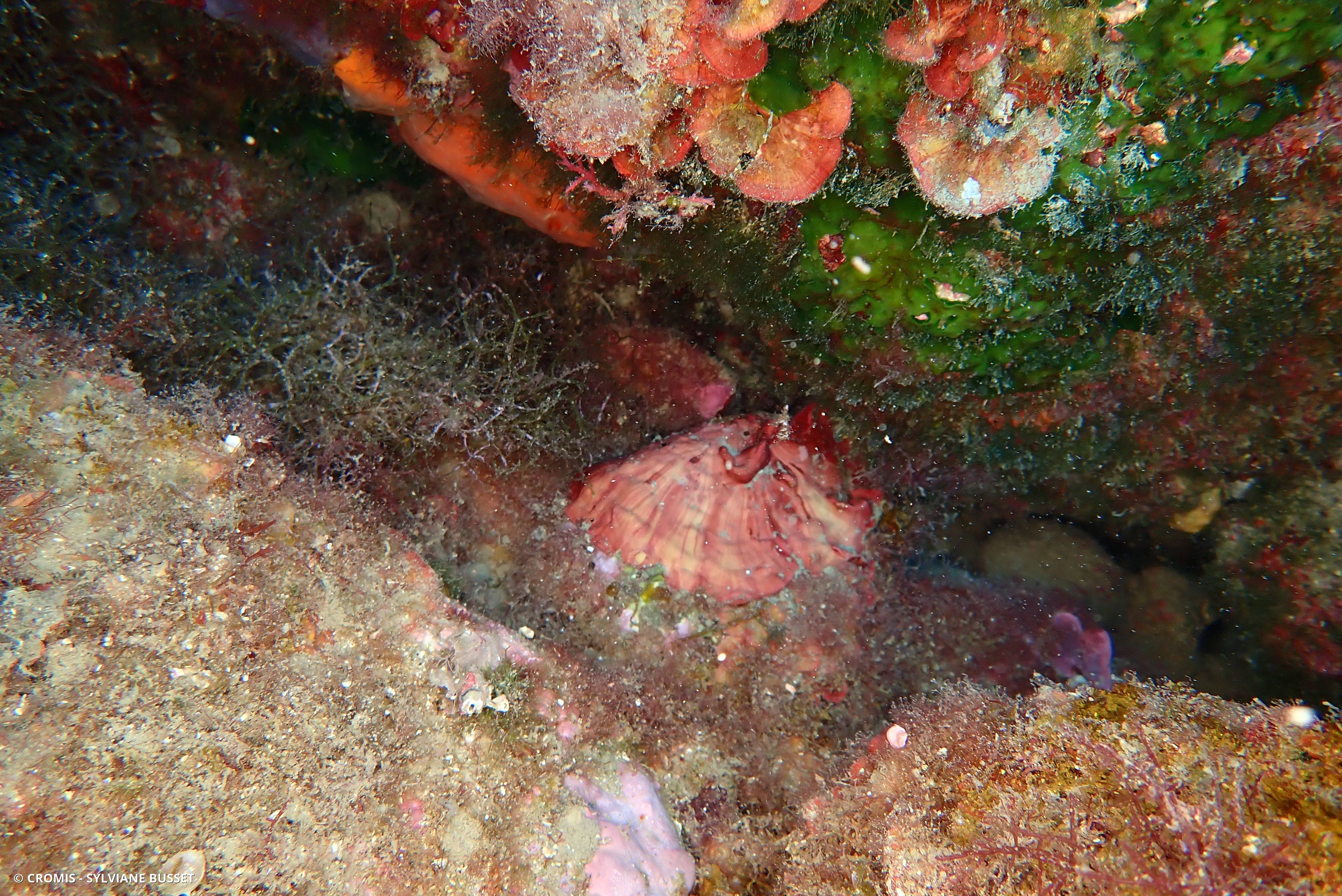 Peyssonnelia rigides