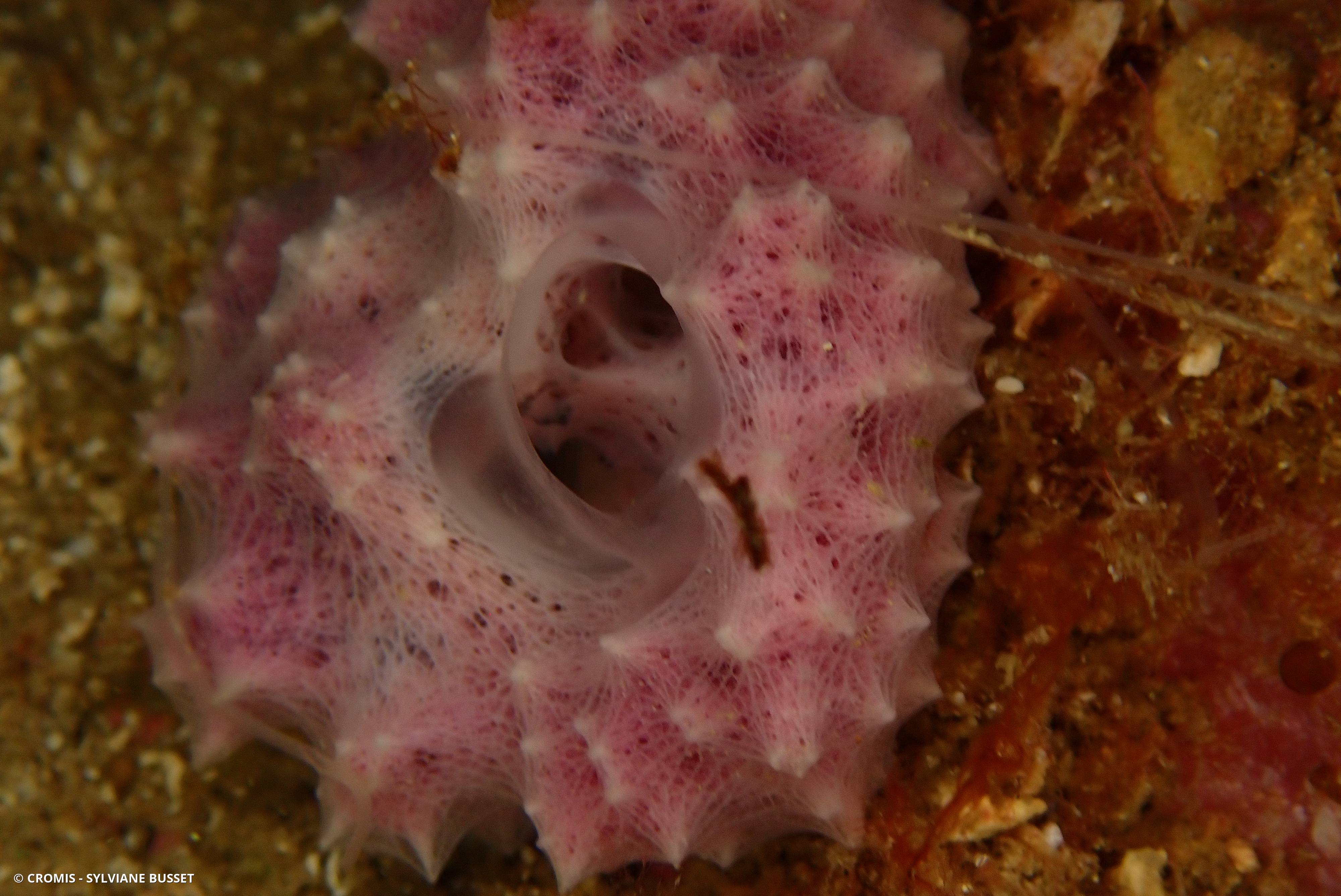 Aplysille rose