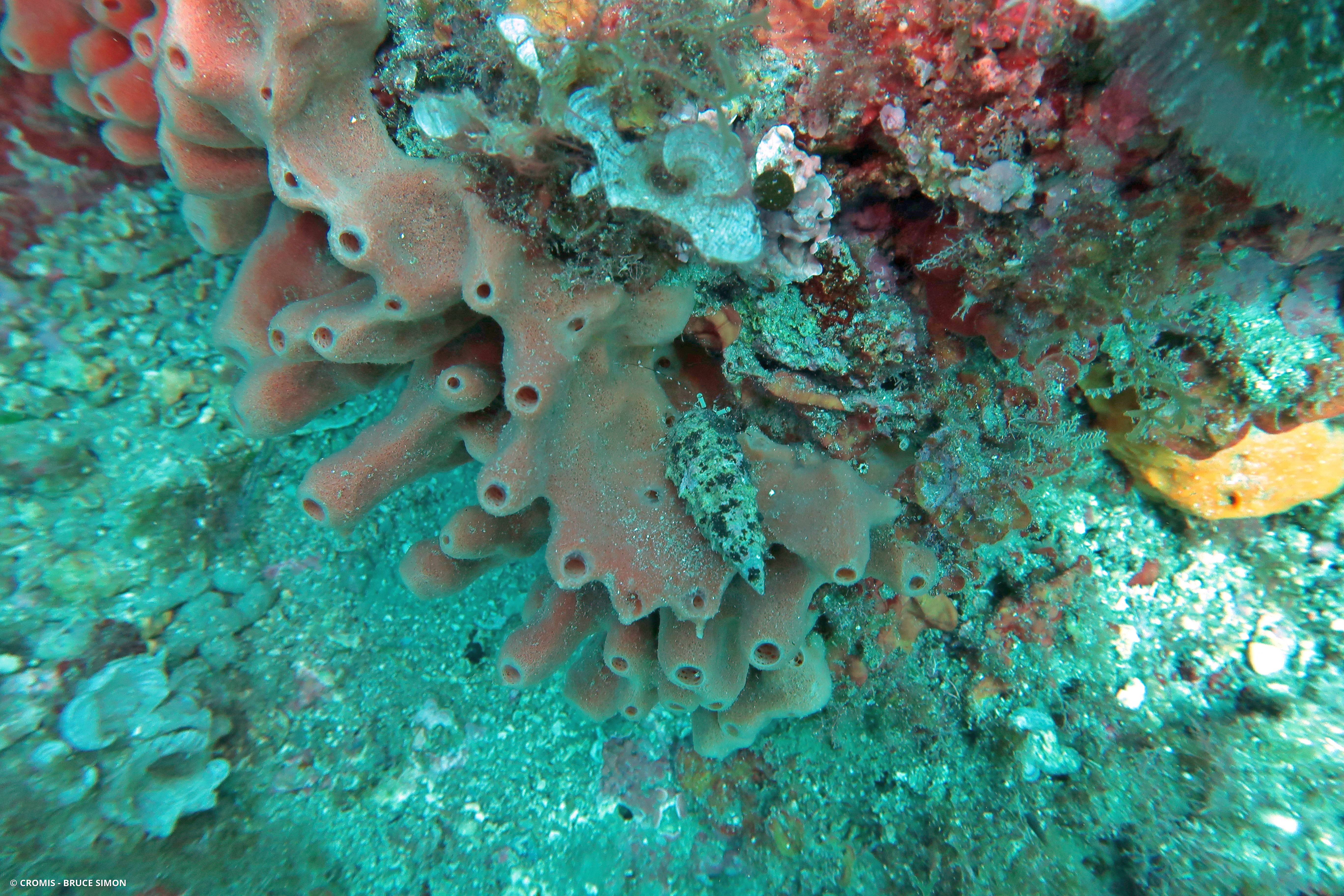 Eponge tubulaire rose