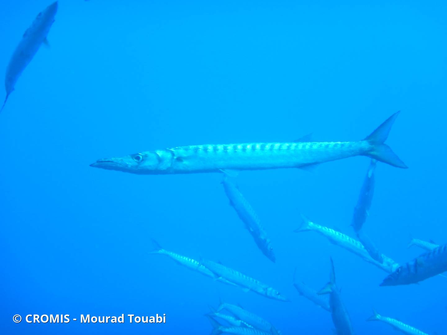 Grand barracuda
