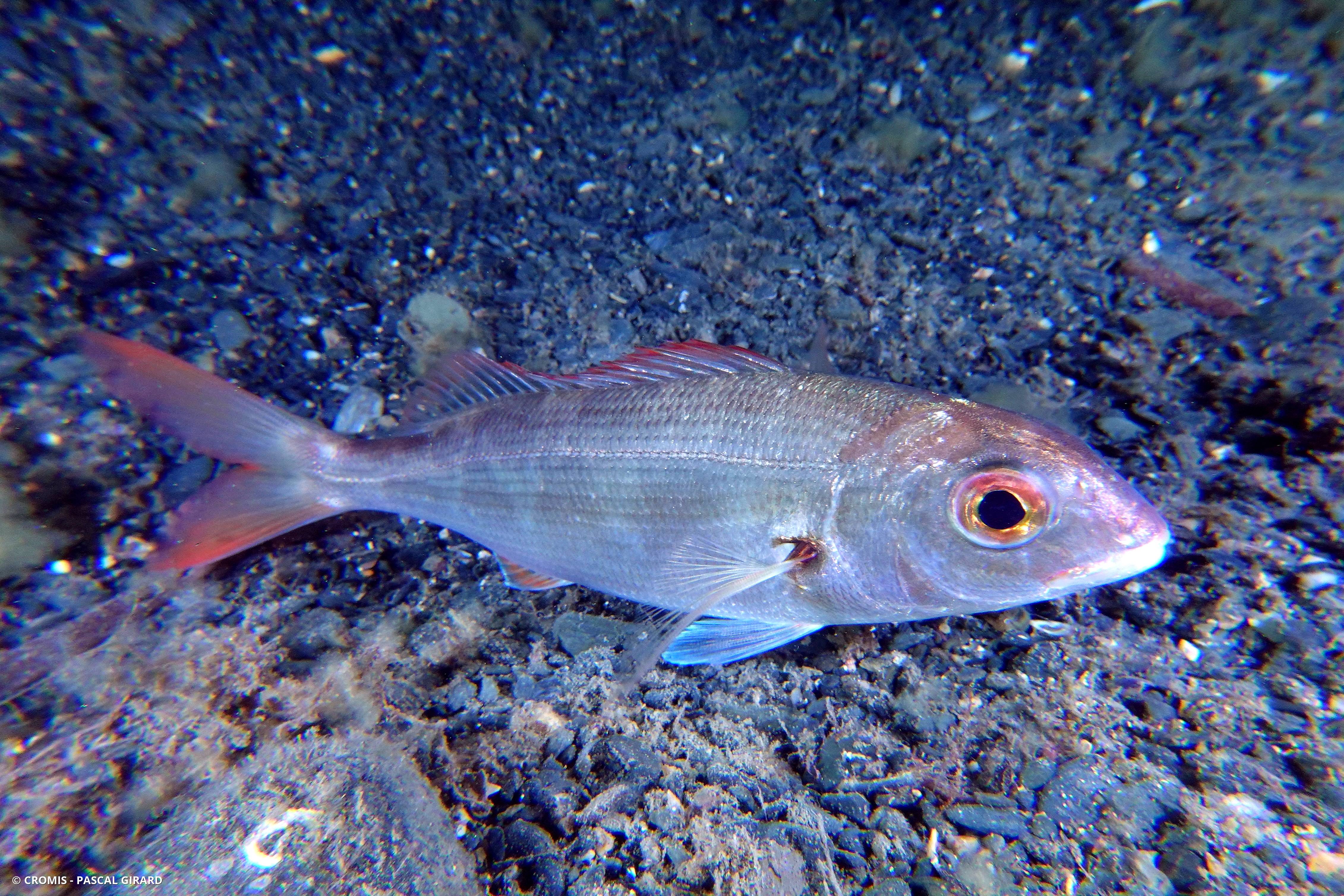 Pageot acarné