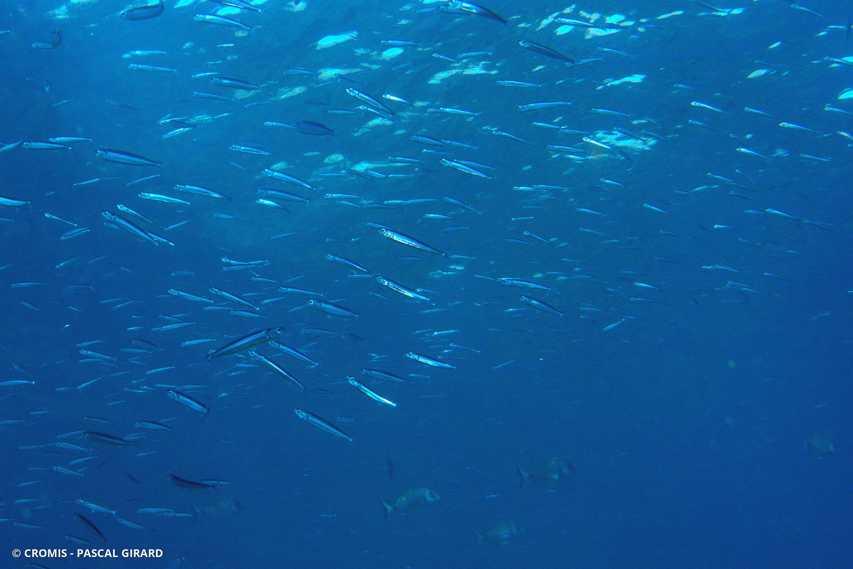 Sardine d’Europe