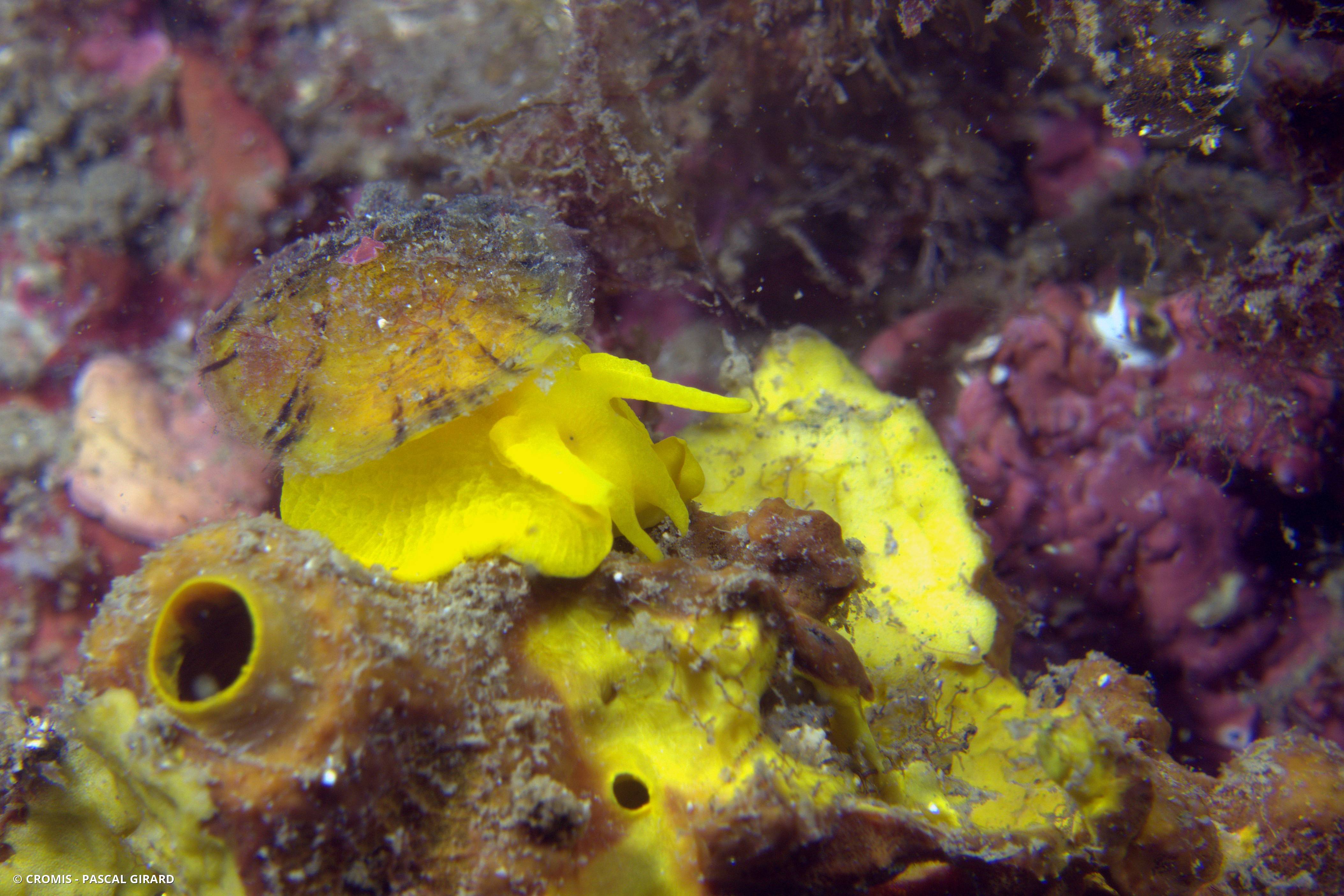 Tylodine jaune