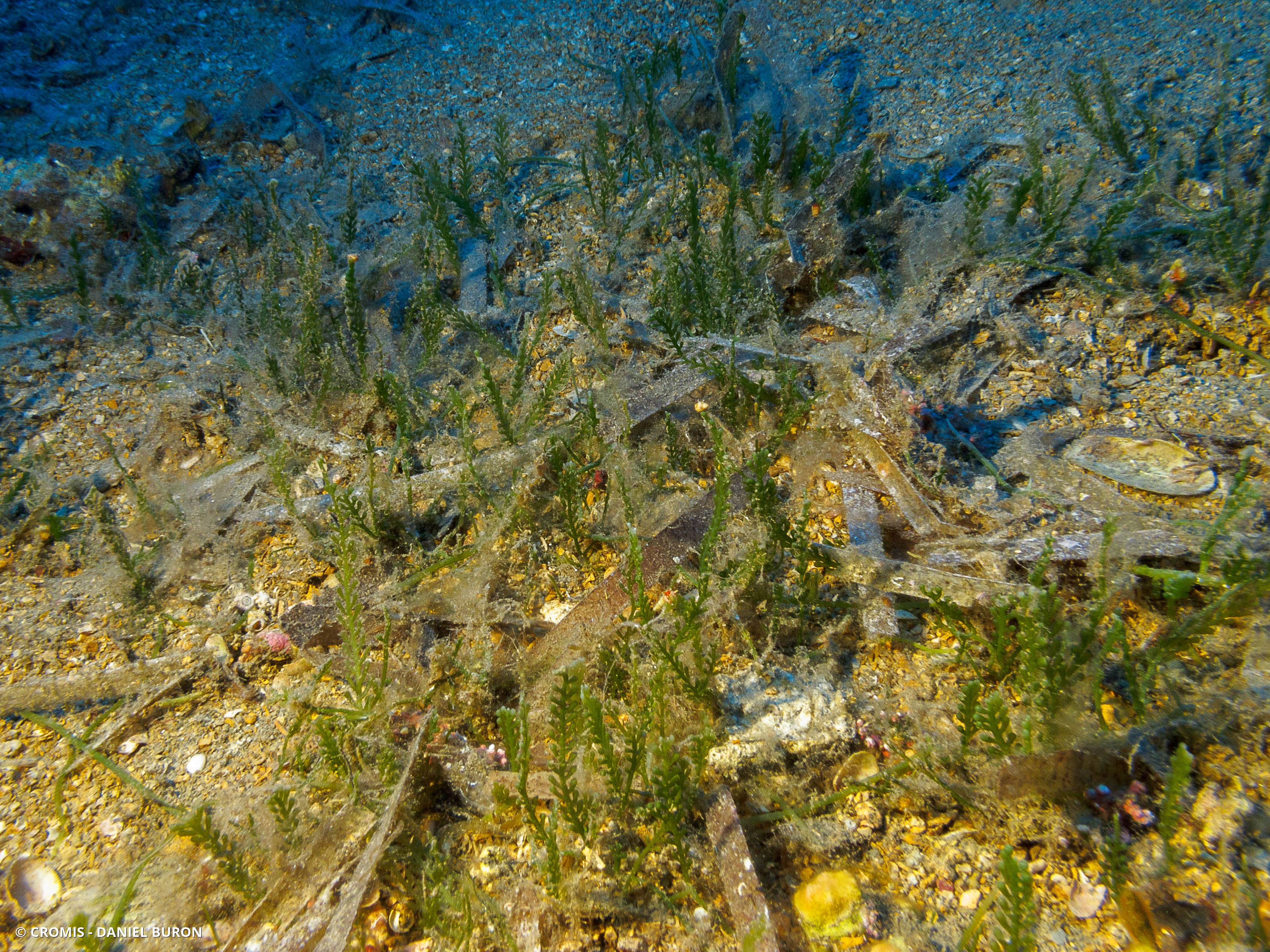 Caulerpe cylindracée