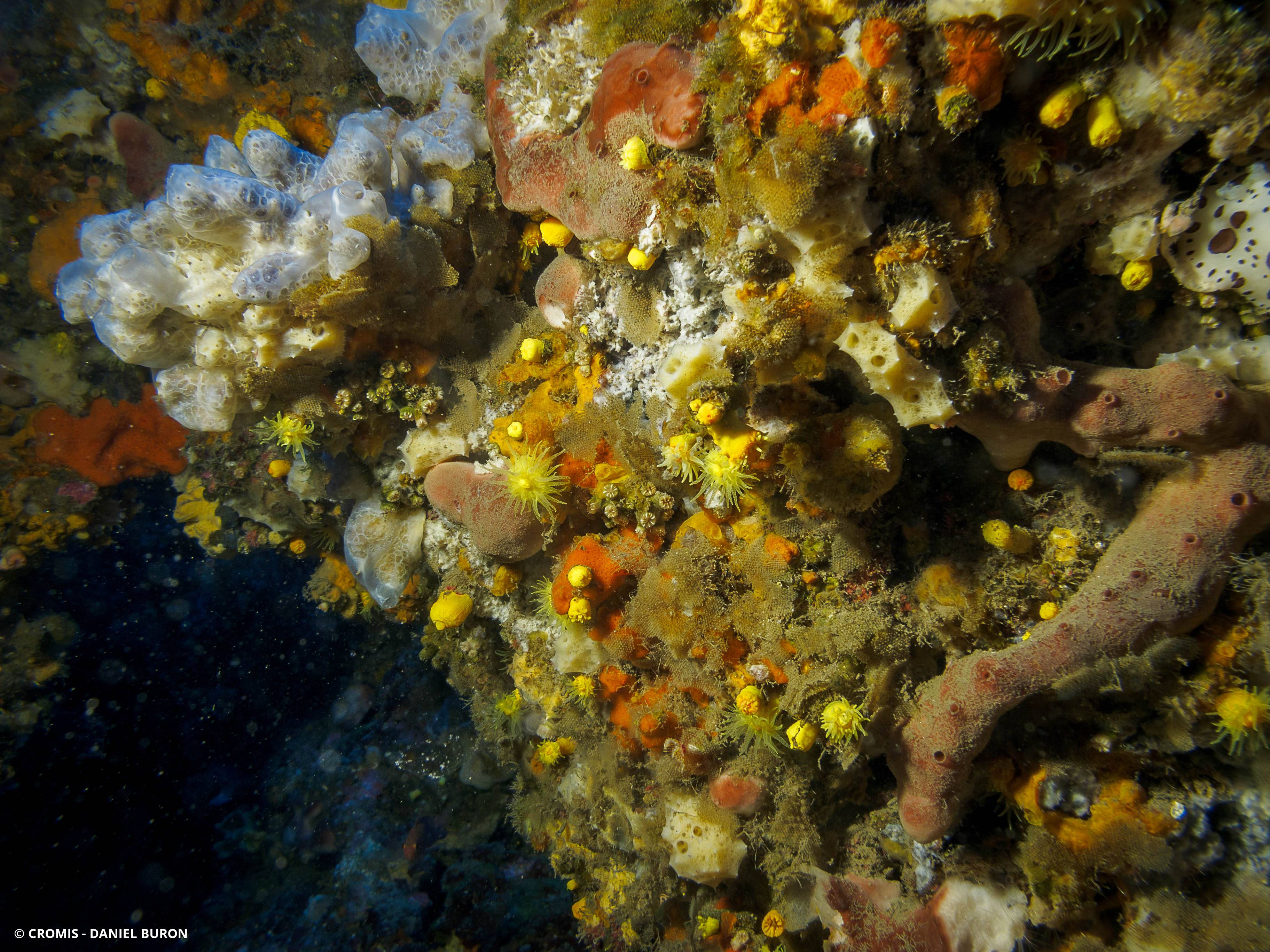 Corail jaune solitaire