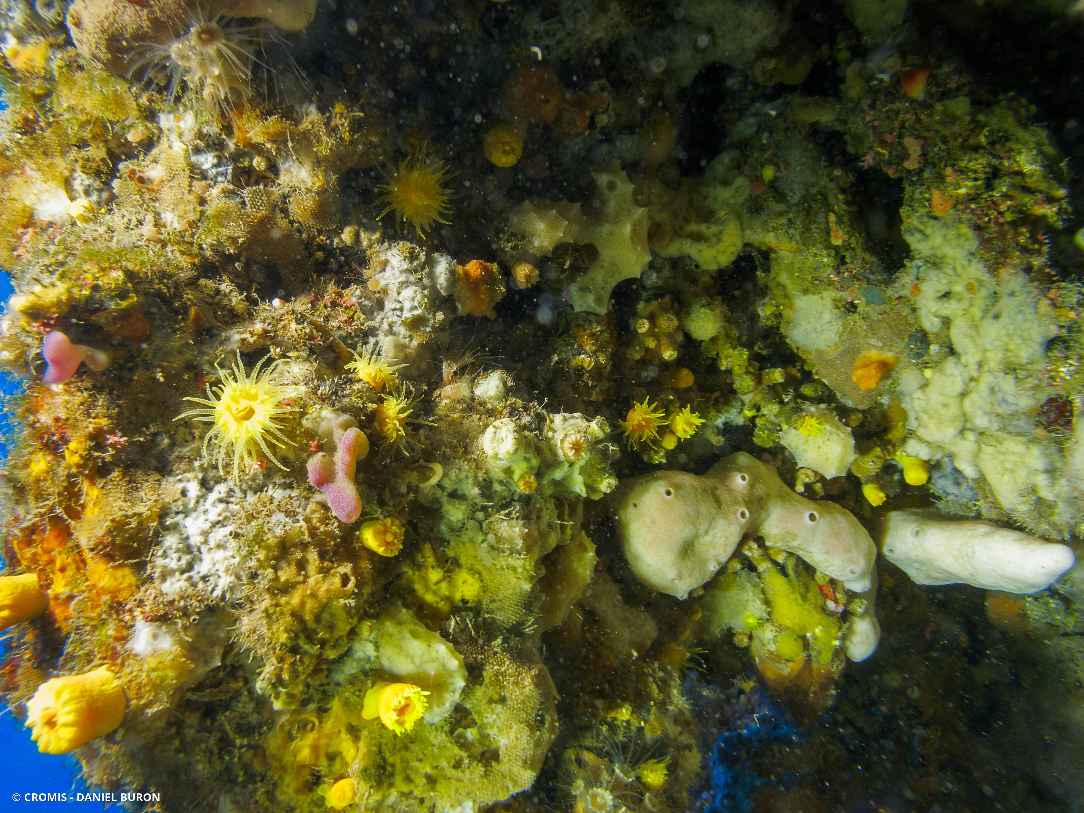 Corail jaune solitaire