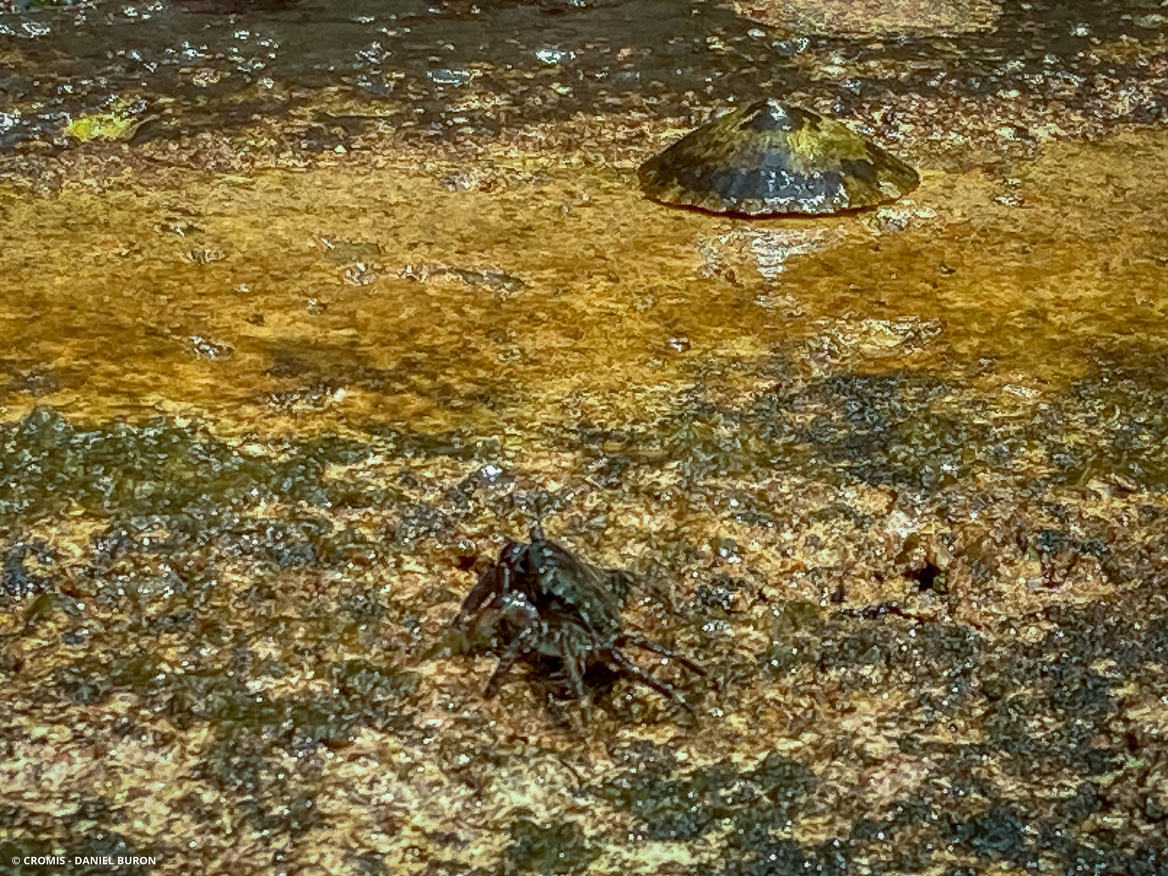 Crabe vert de Méditerranée