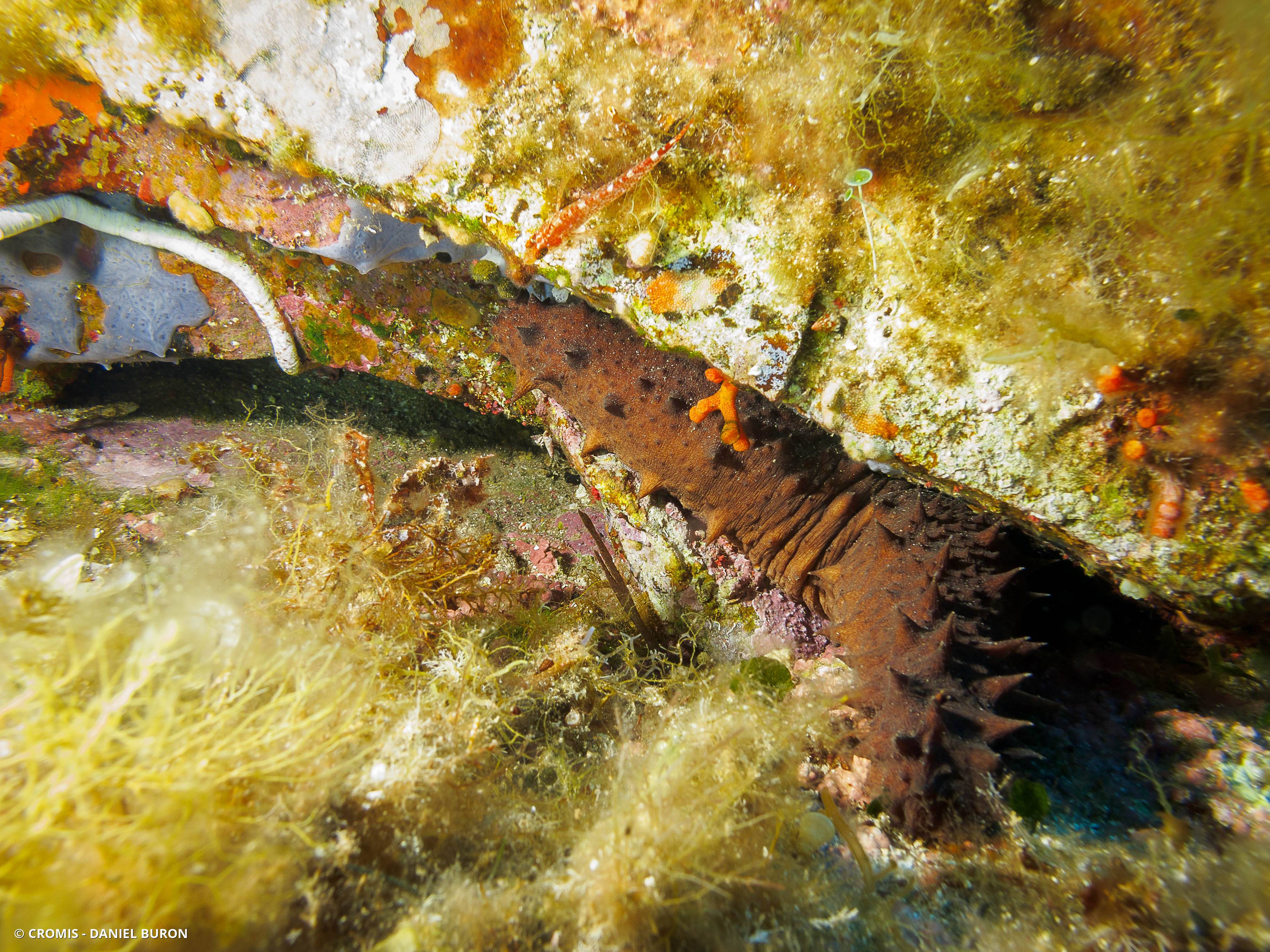 Holothurie mamelonnée