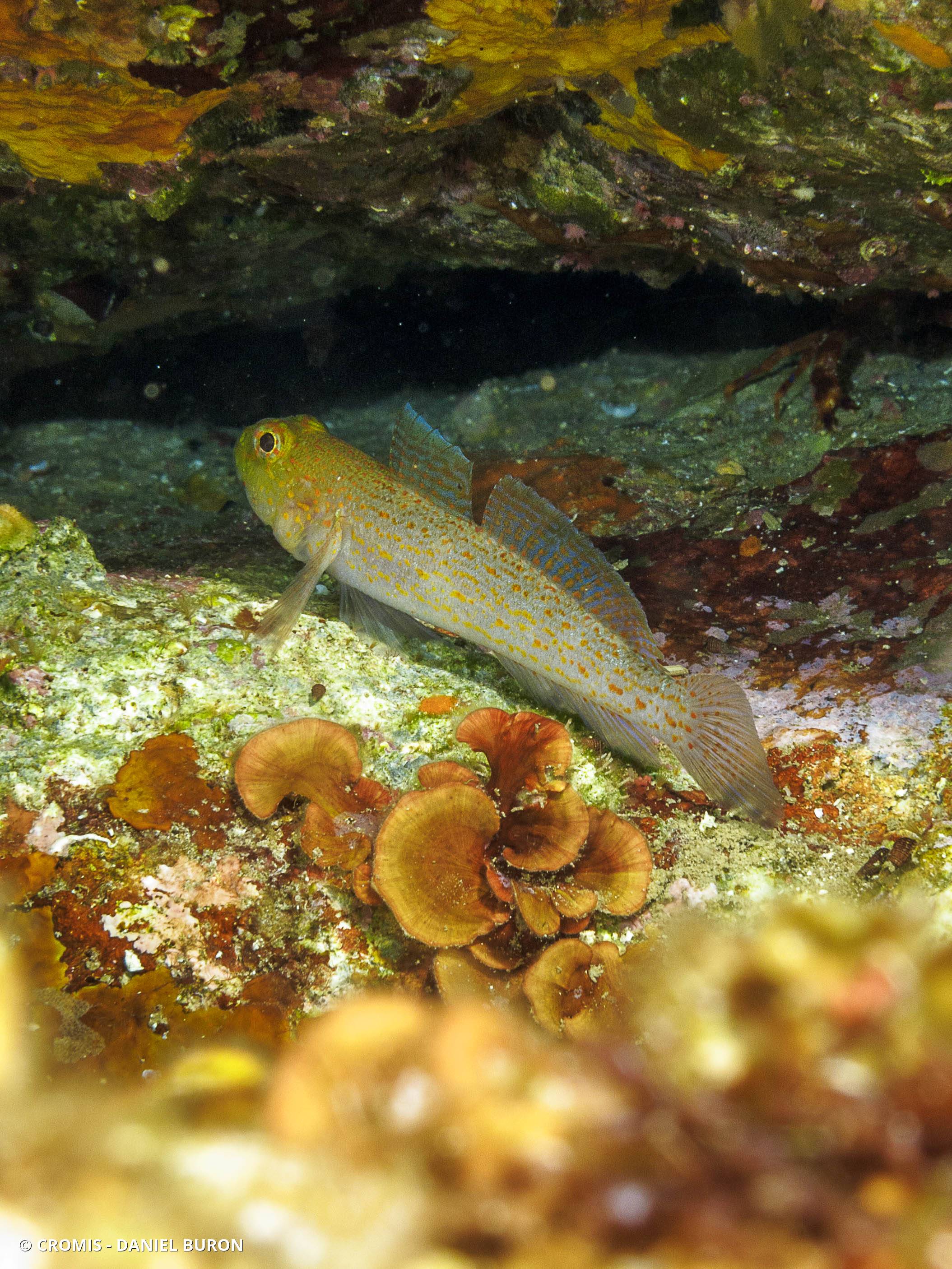 Gobie à tête jaune