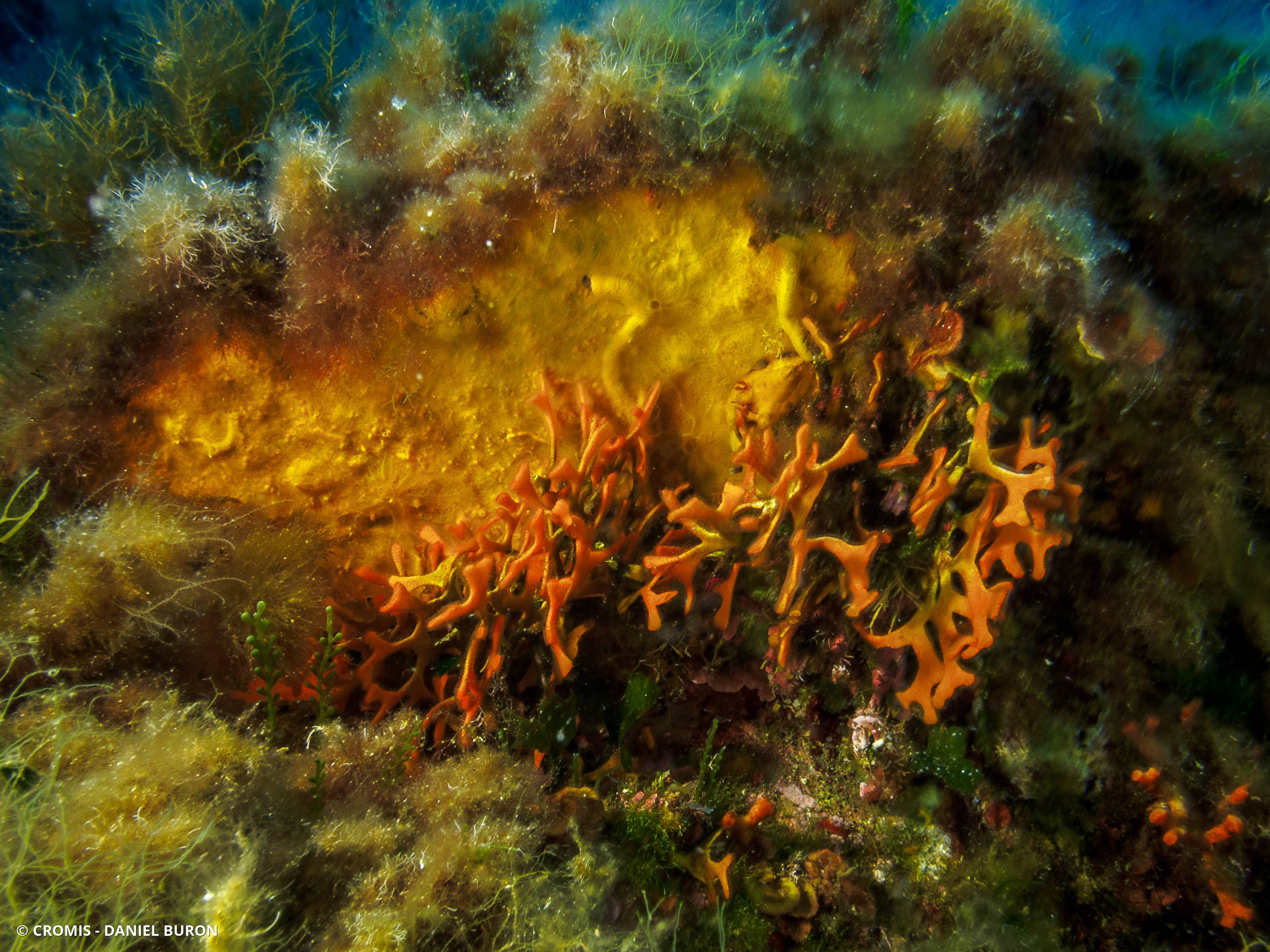 Bryozoaire bois de cerf