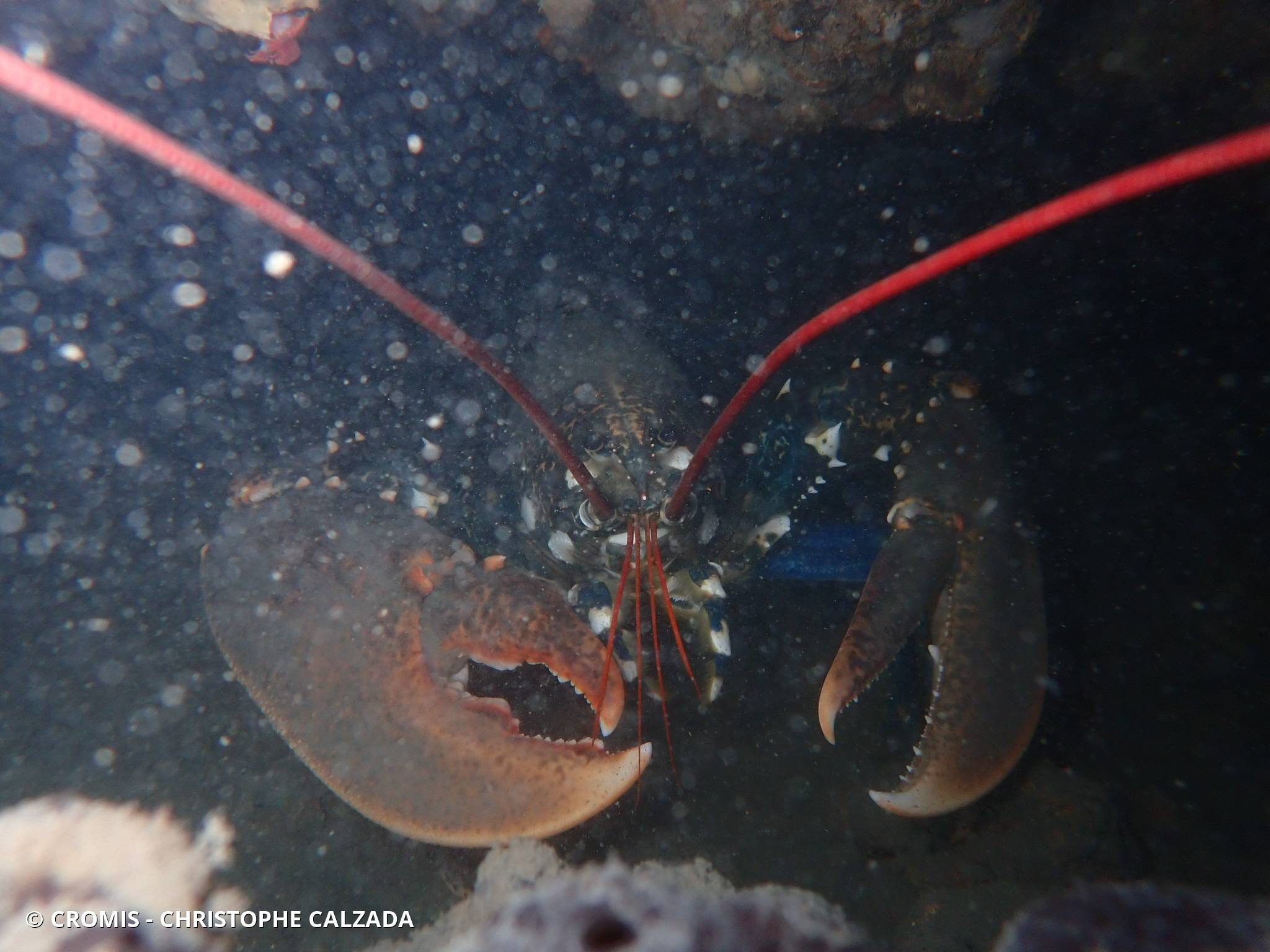 Homard européen