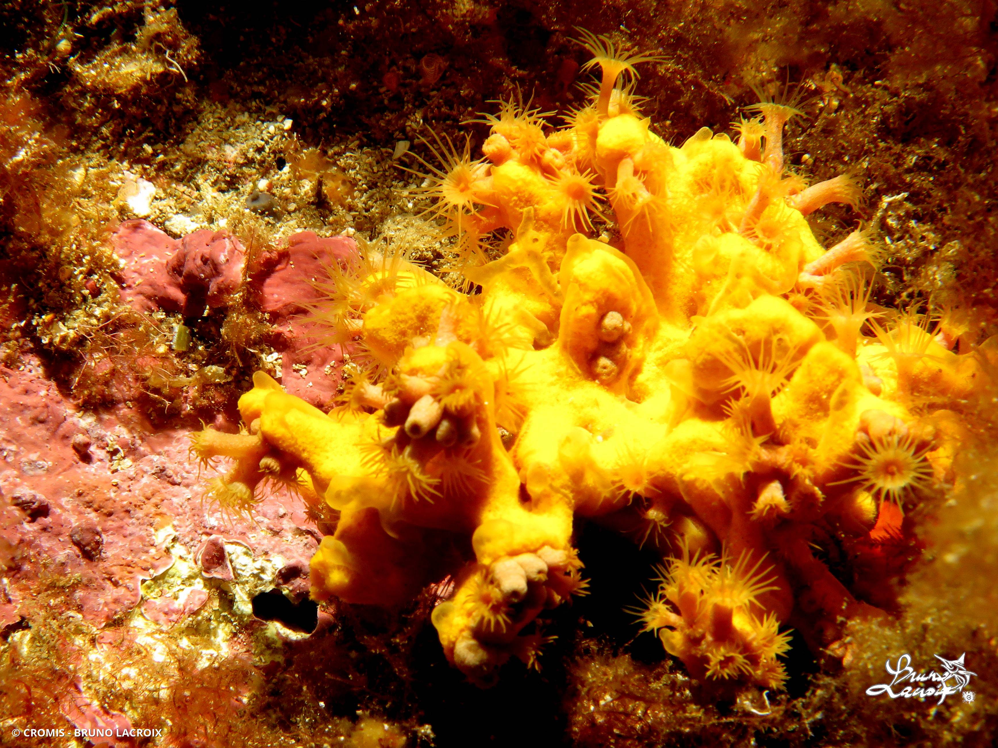 Madrépore orange