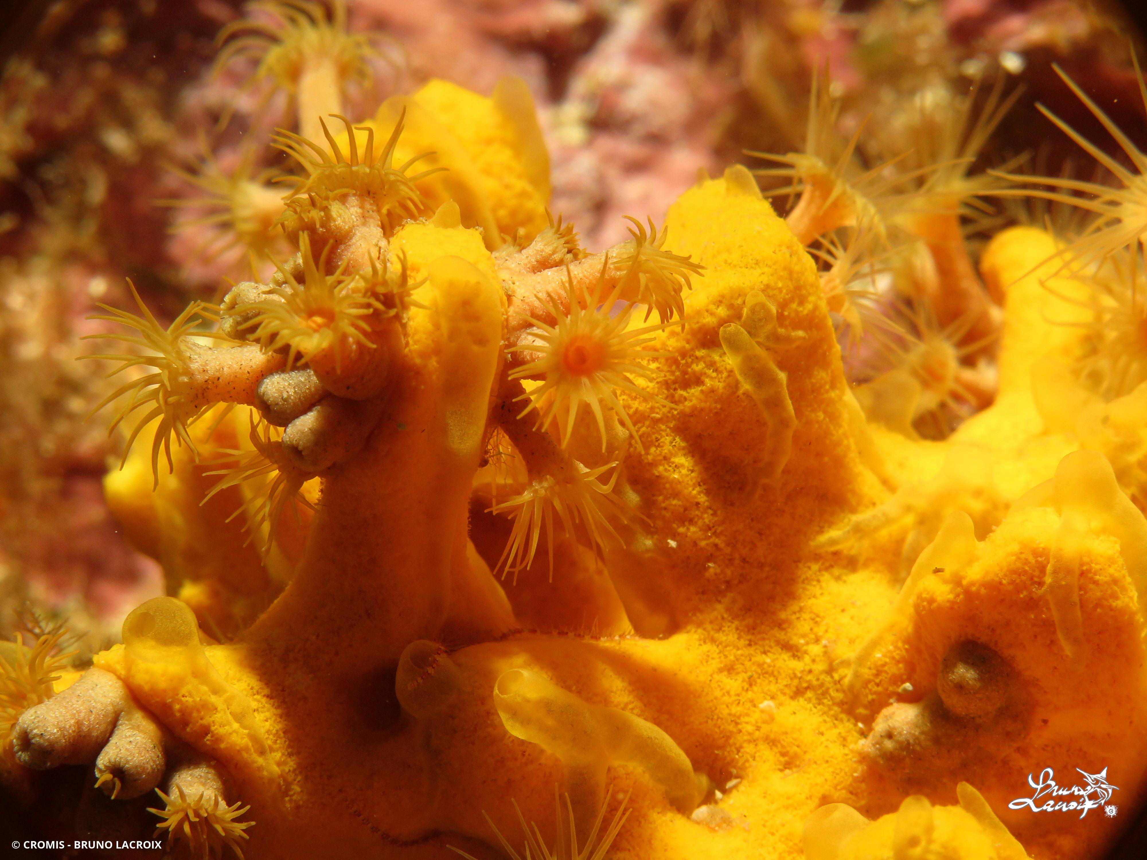 Madrépore orange